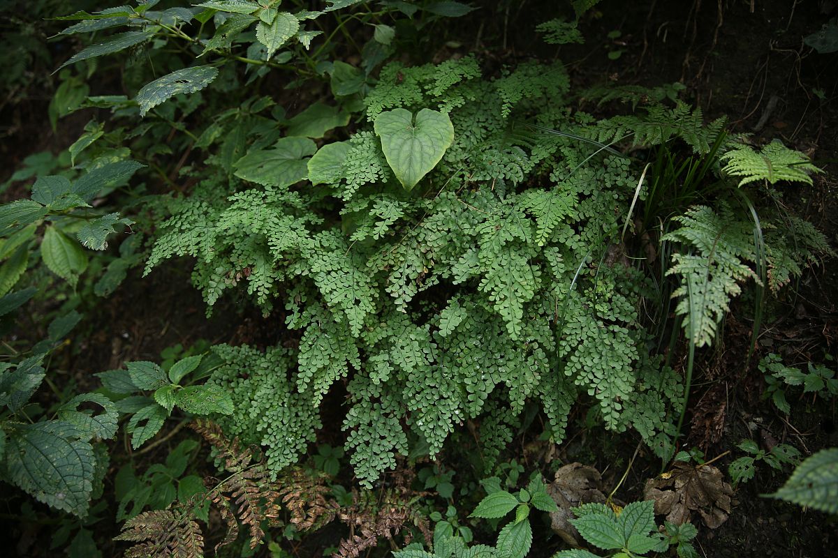 孕妇如何请病假