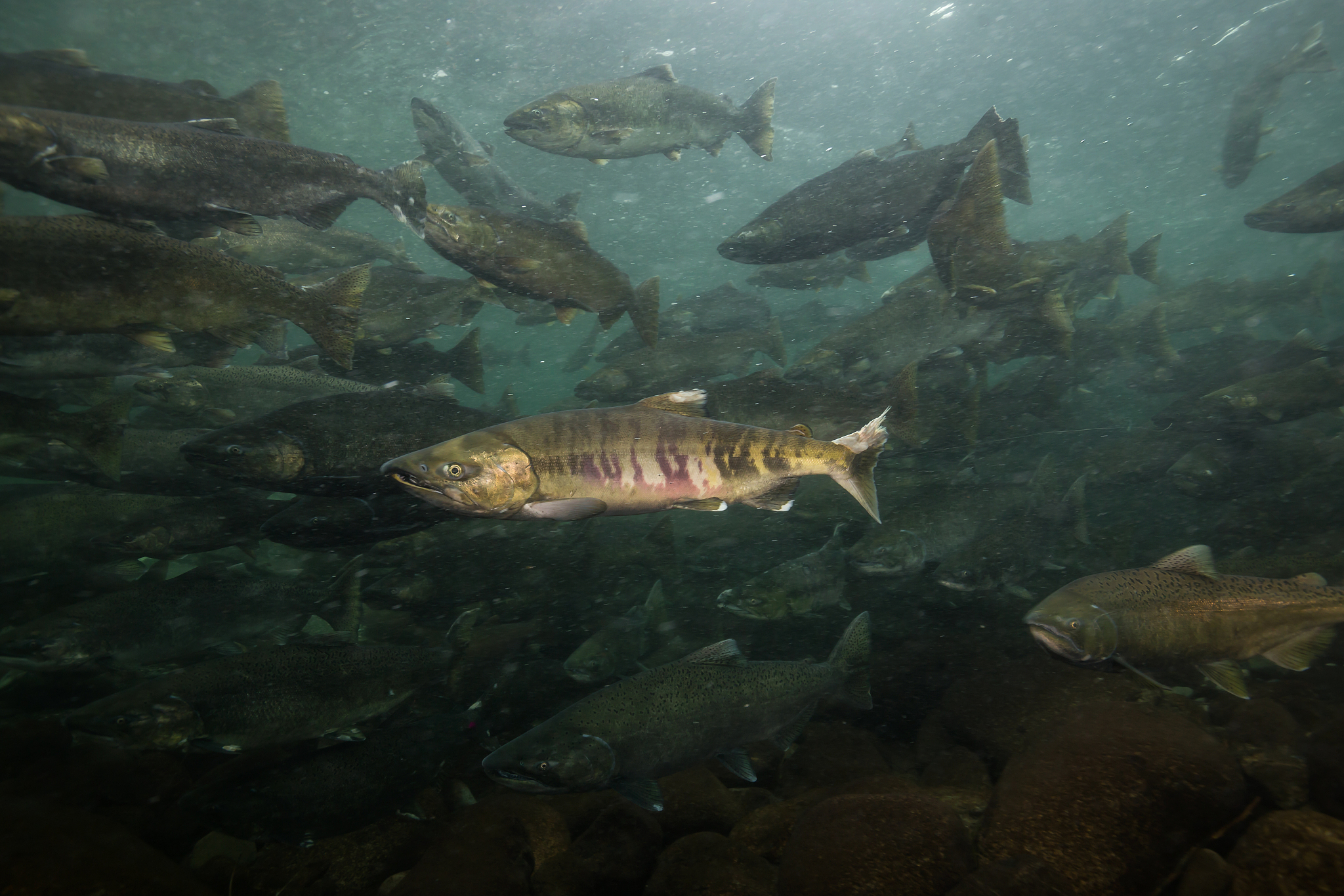 由于水产养殖、休闲渔业、观赏鱼贸易和宗教文化等原因多种外来鱼类被反复引入到拉萨河部分鱼类在拉萨河成功建群并在某些水域成为优势类群。翻译成英文