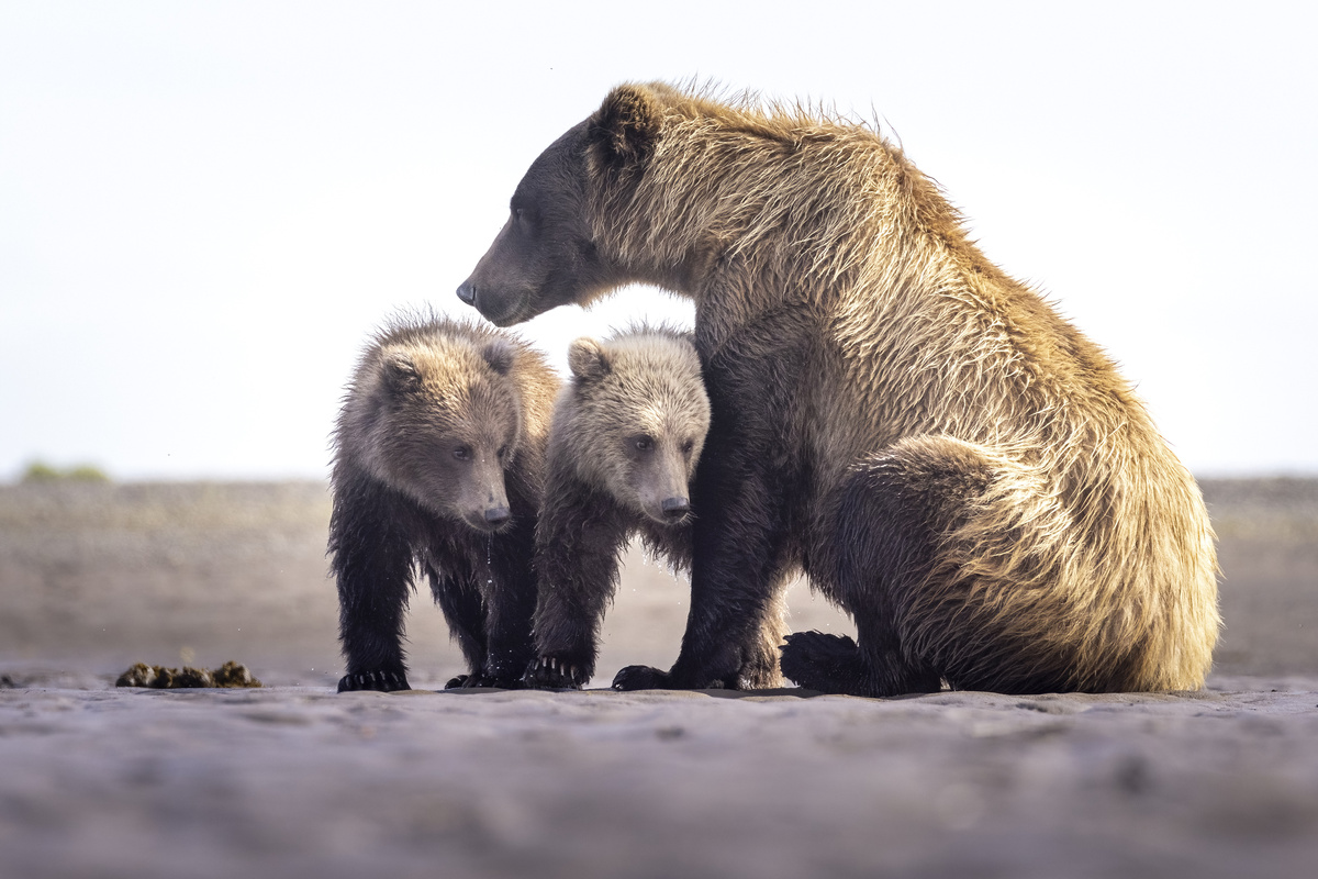 我的动物朋友：与黑熊的奇妙友谊