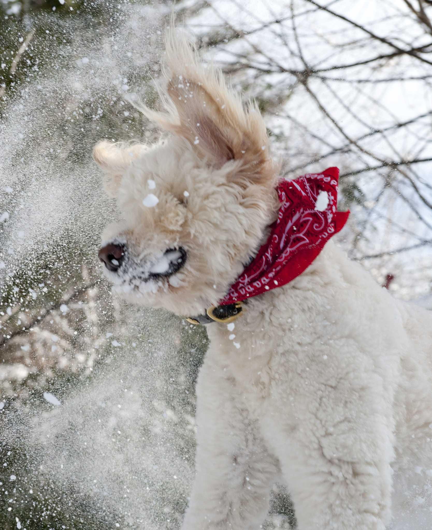 毛雪汪：腾讯视频萌犬真人秀，传递快乐陪伴