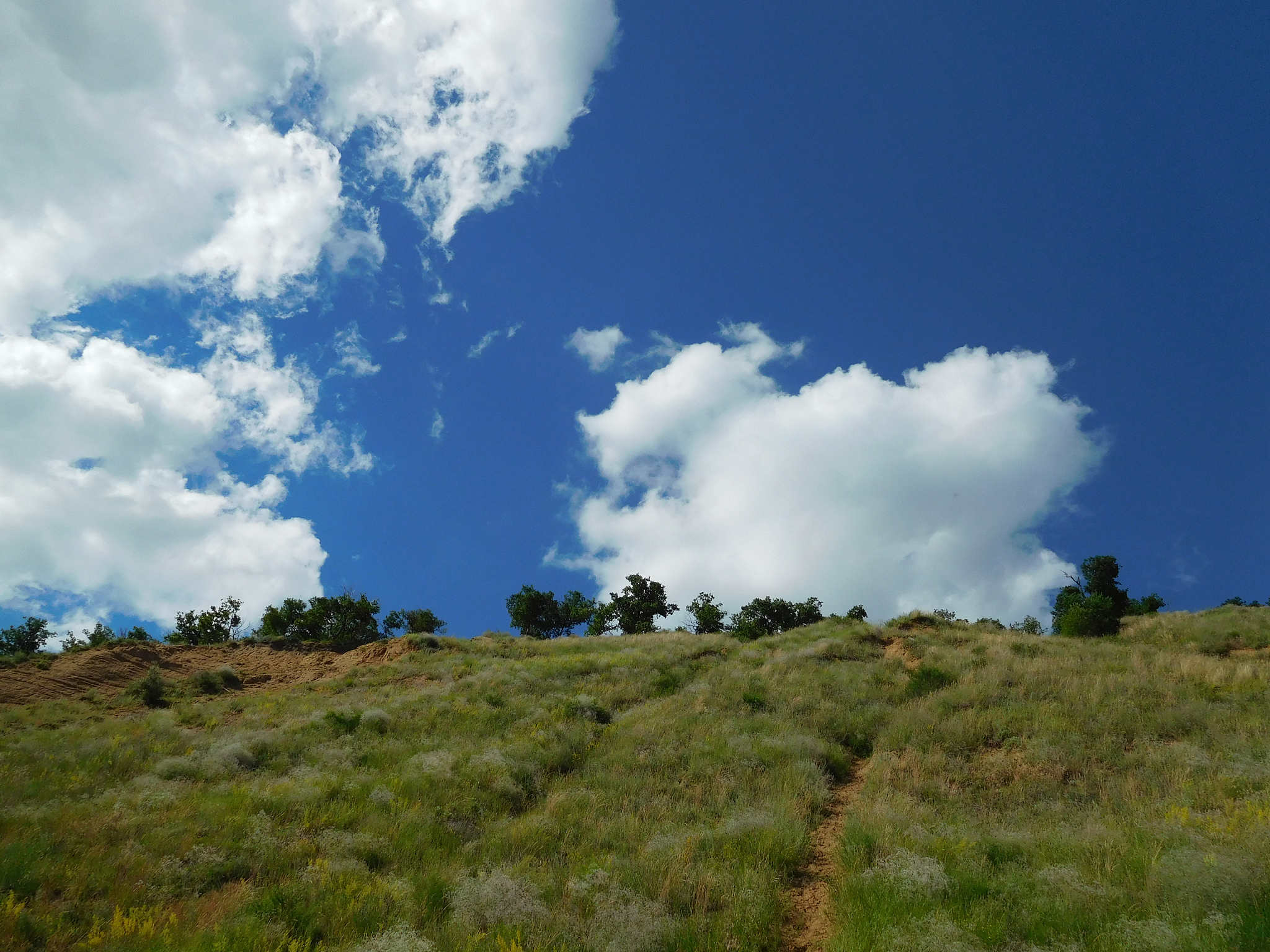 旱云六月涨林莽翻译是什么