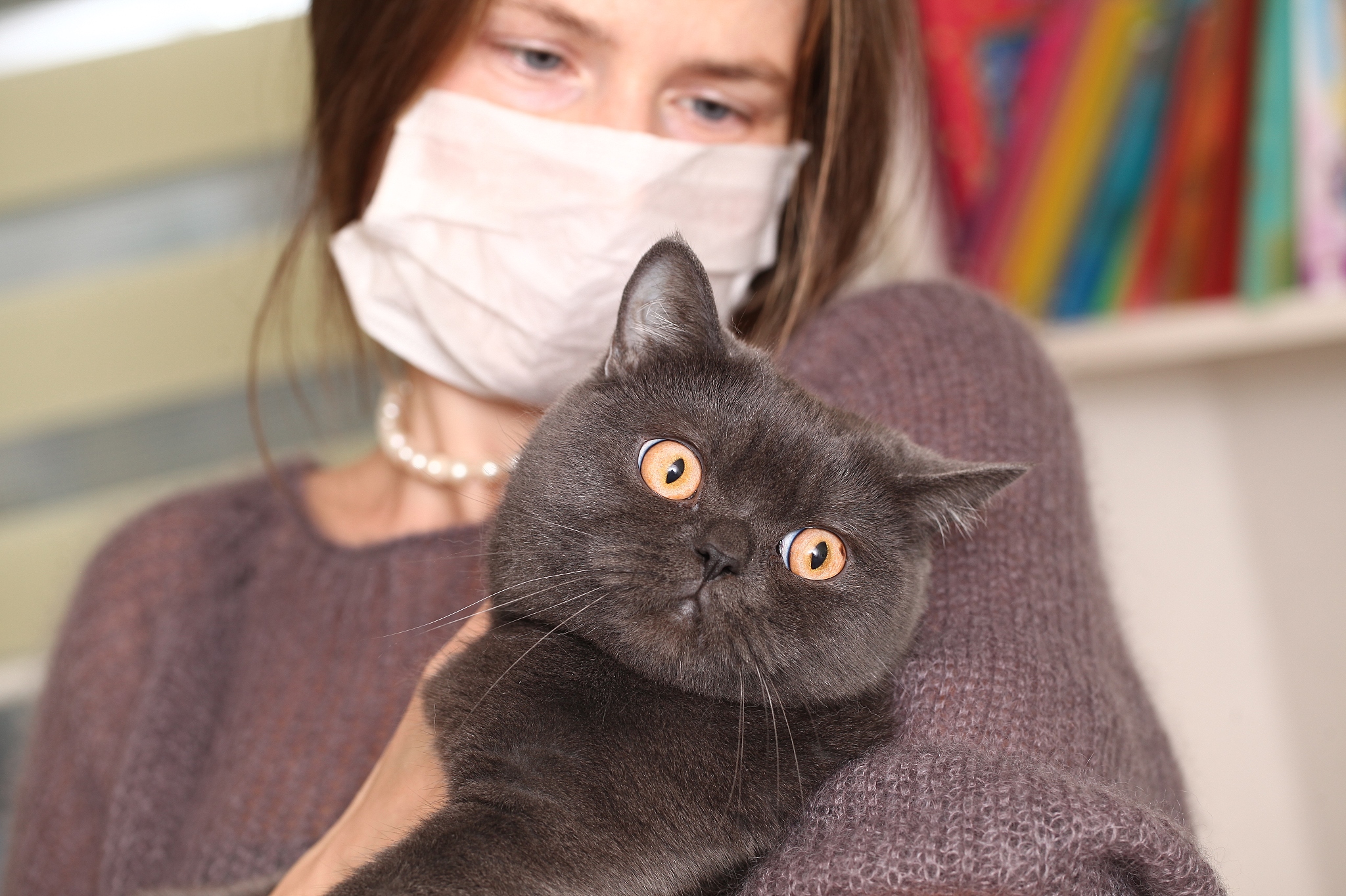 猫传染弓形虫给人类