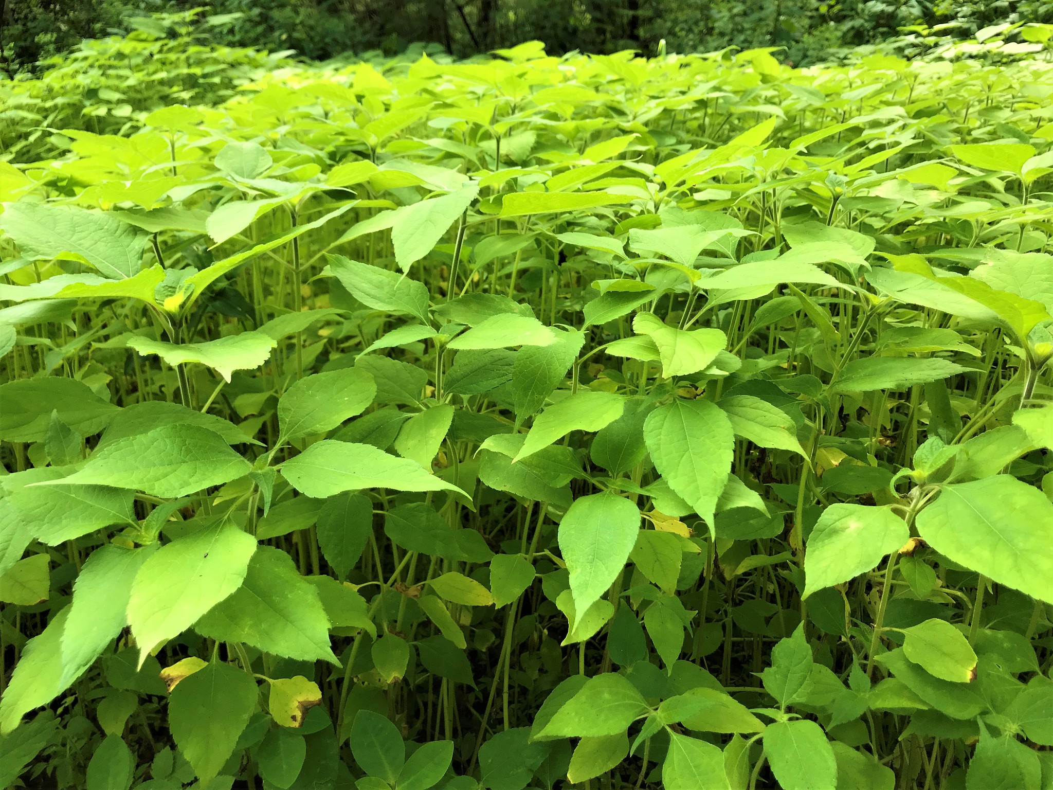 green leaves in forest nature detail
