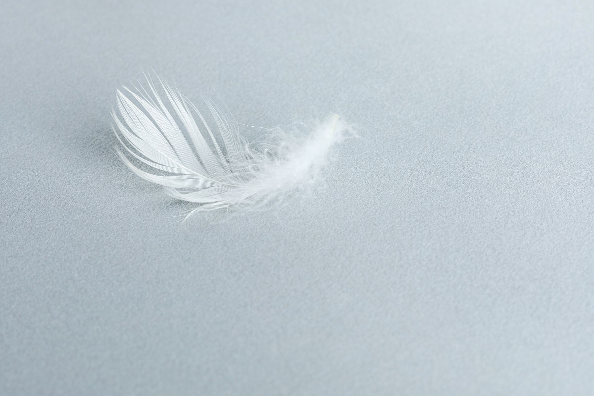 轻盈之羽，触感温柔：探索羽毛的五大魅力