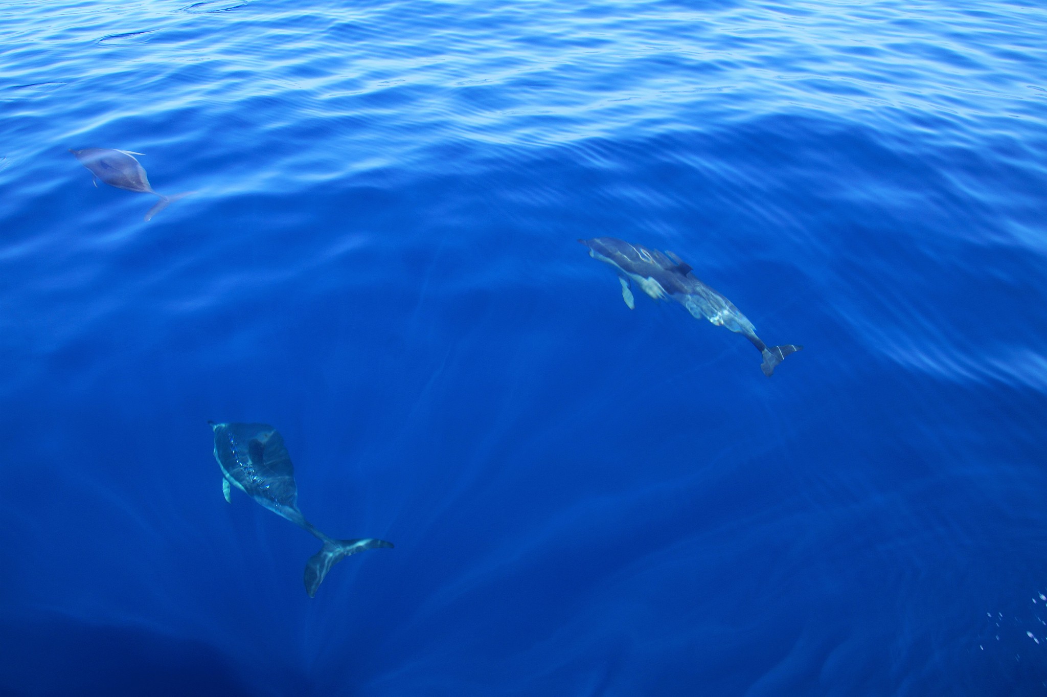 nice dolphins in the sea