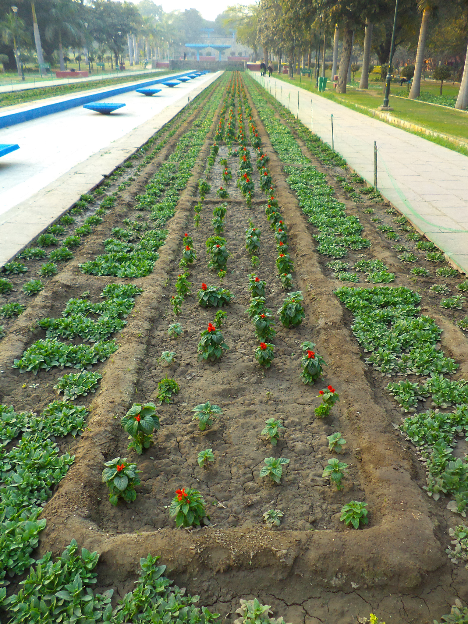 西兰花种植指南：从播种到收获的详细步骤