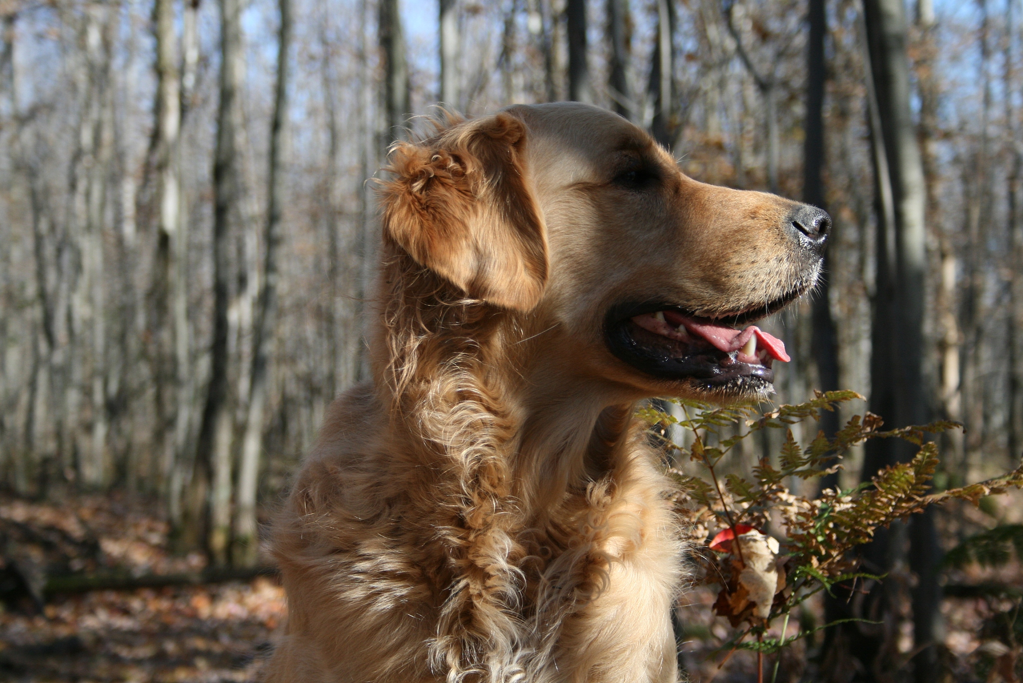 dog's head / tête de chien