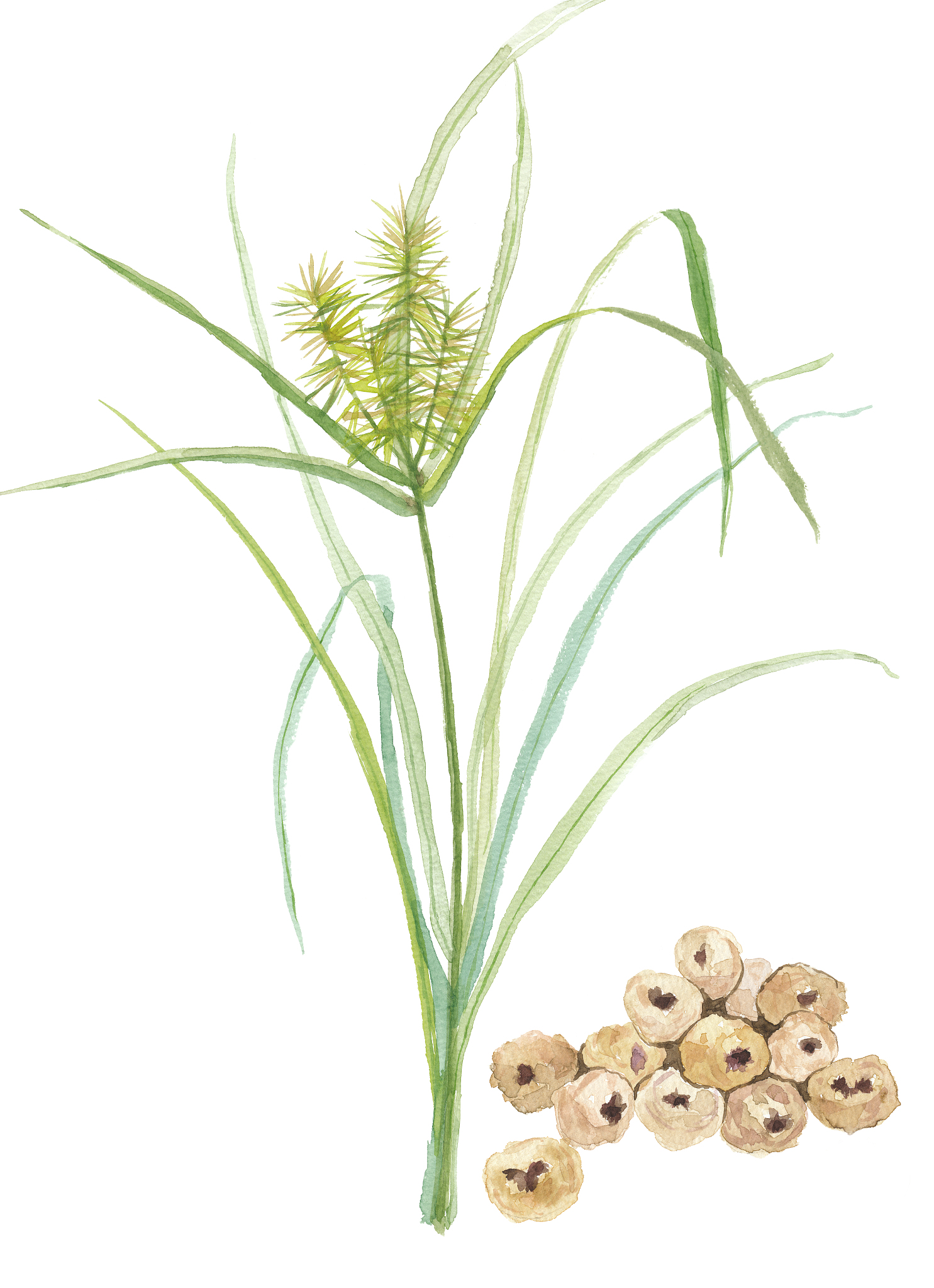 高纤维食物清单：水果、蔬菜、谷物、豆类等