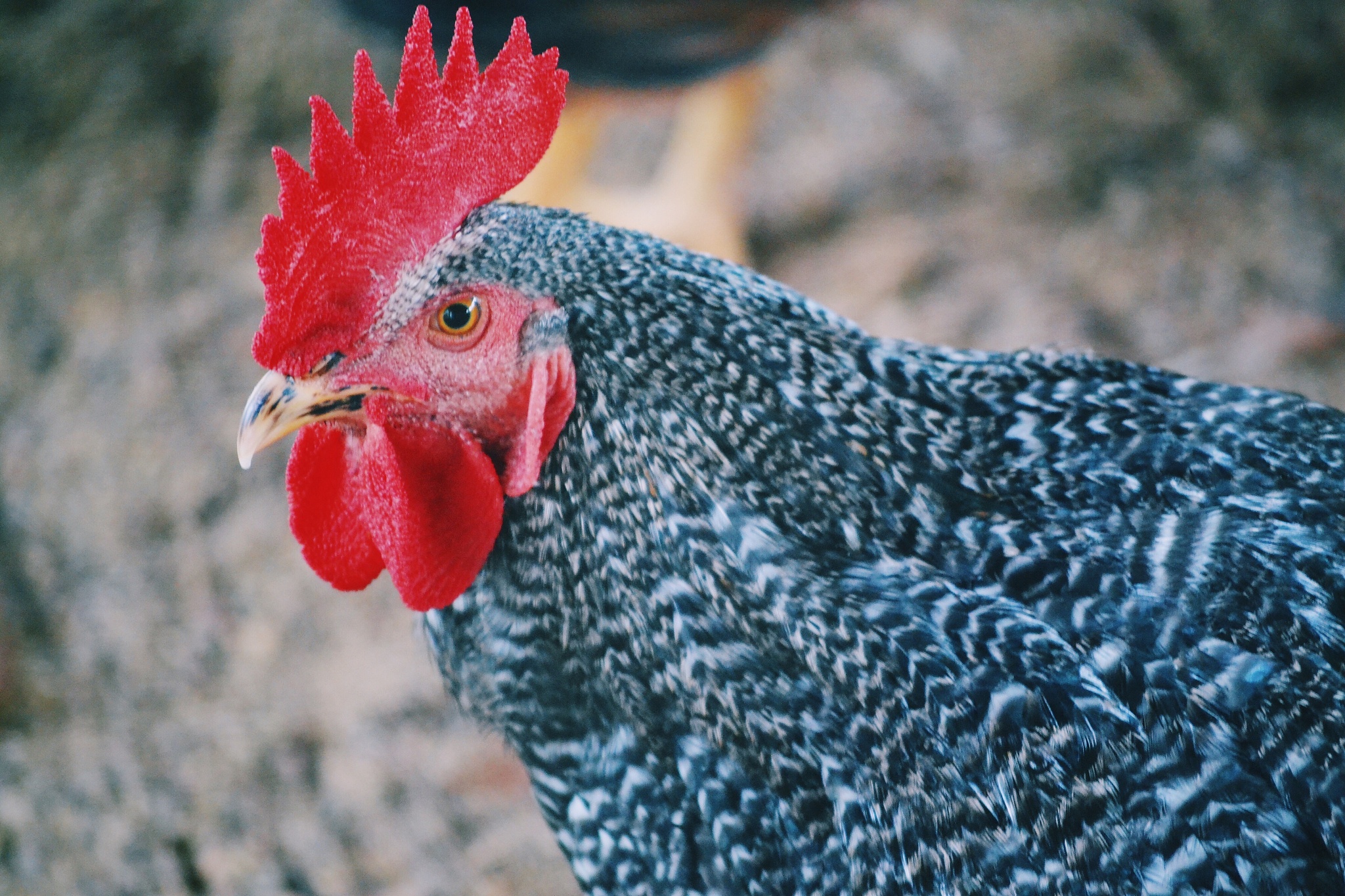 chicken in the farm