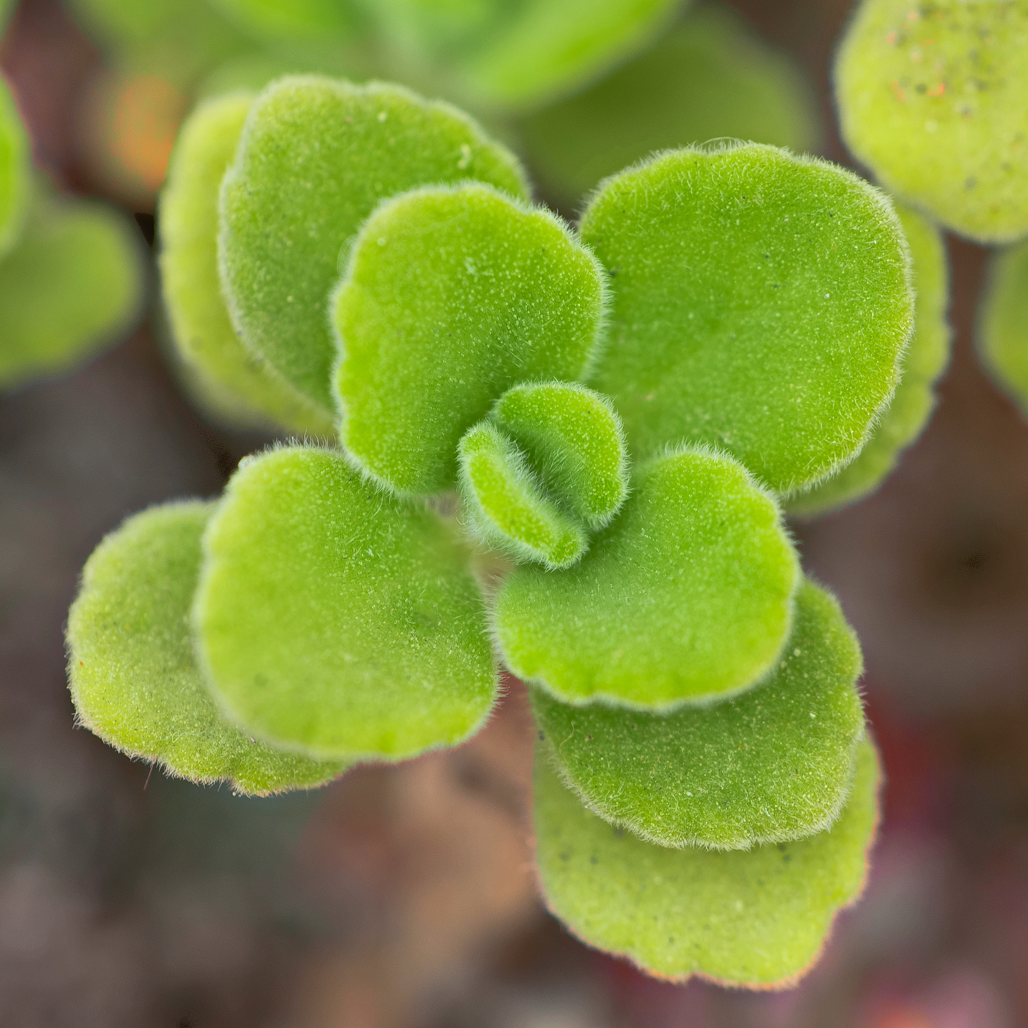 抚州职业技术学院园艺技术专业好不好发展前景怎样