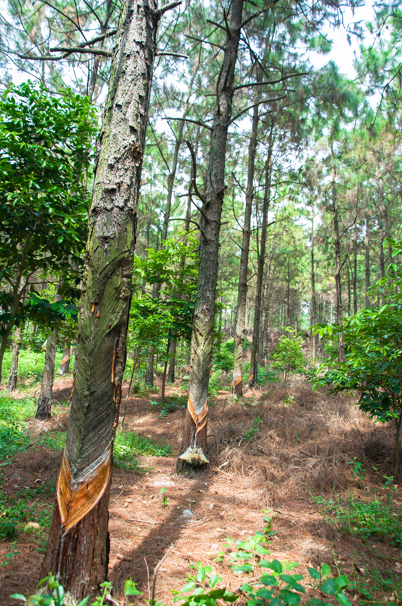collect the resin of pine tree,xinhui of jiangmen,guangdong,chin
