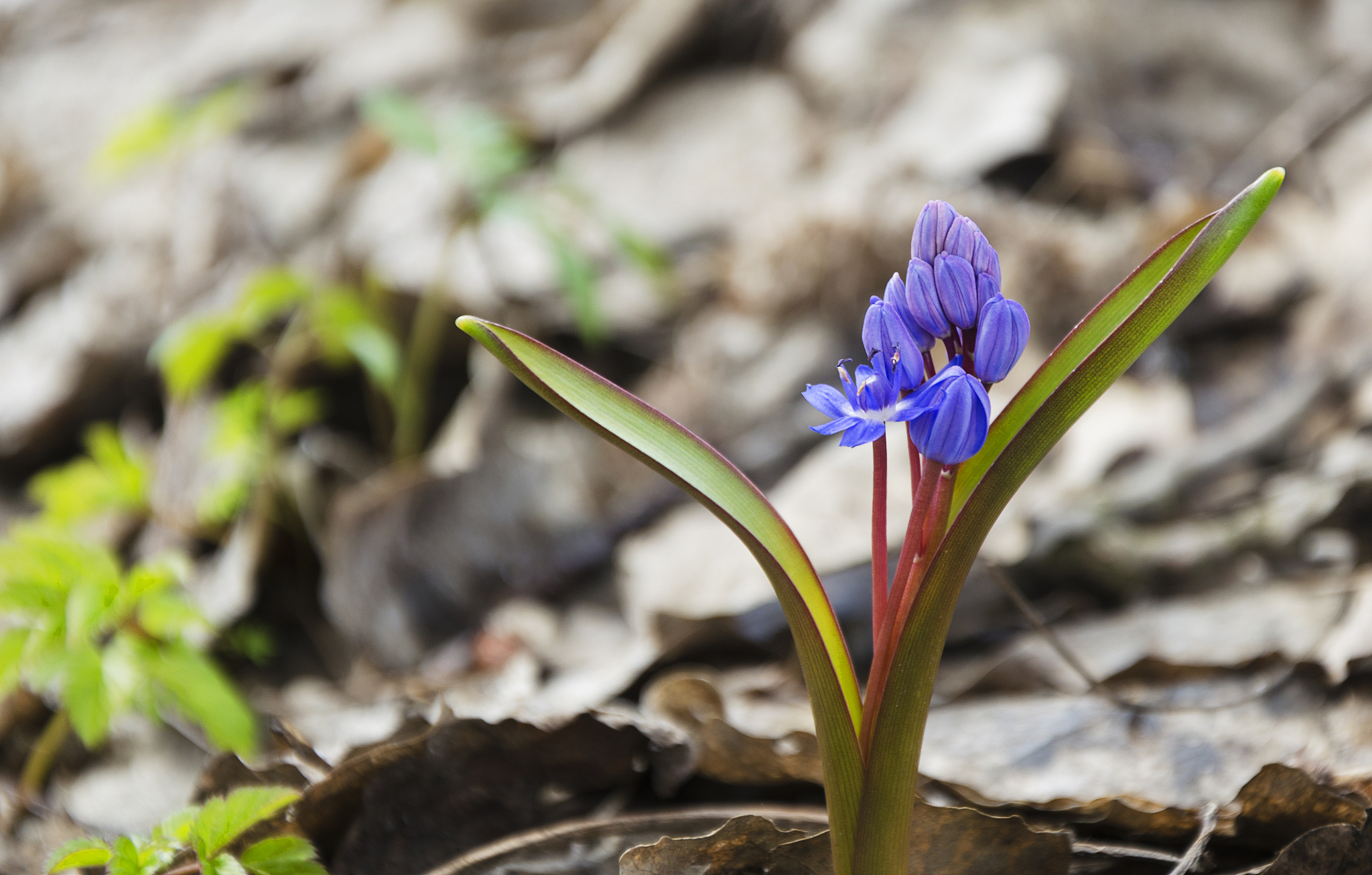 Spring's Delicate Beauty Interrupted - Ivy, Lawn, Robin, Snowdrop, Rude