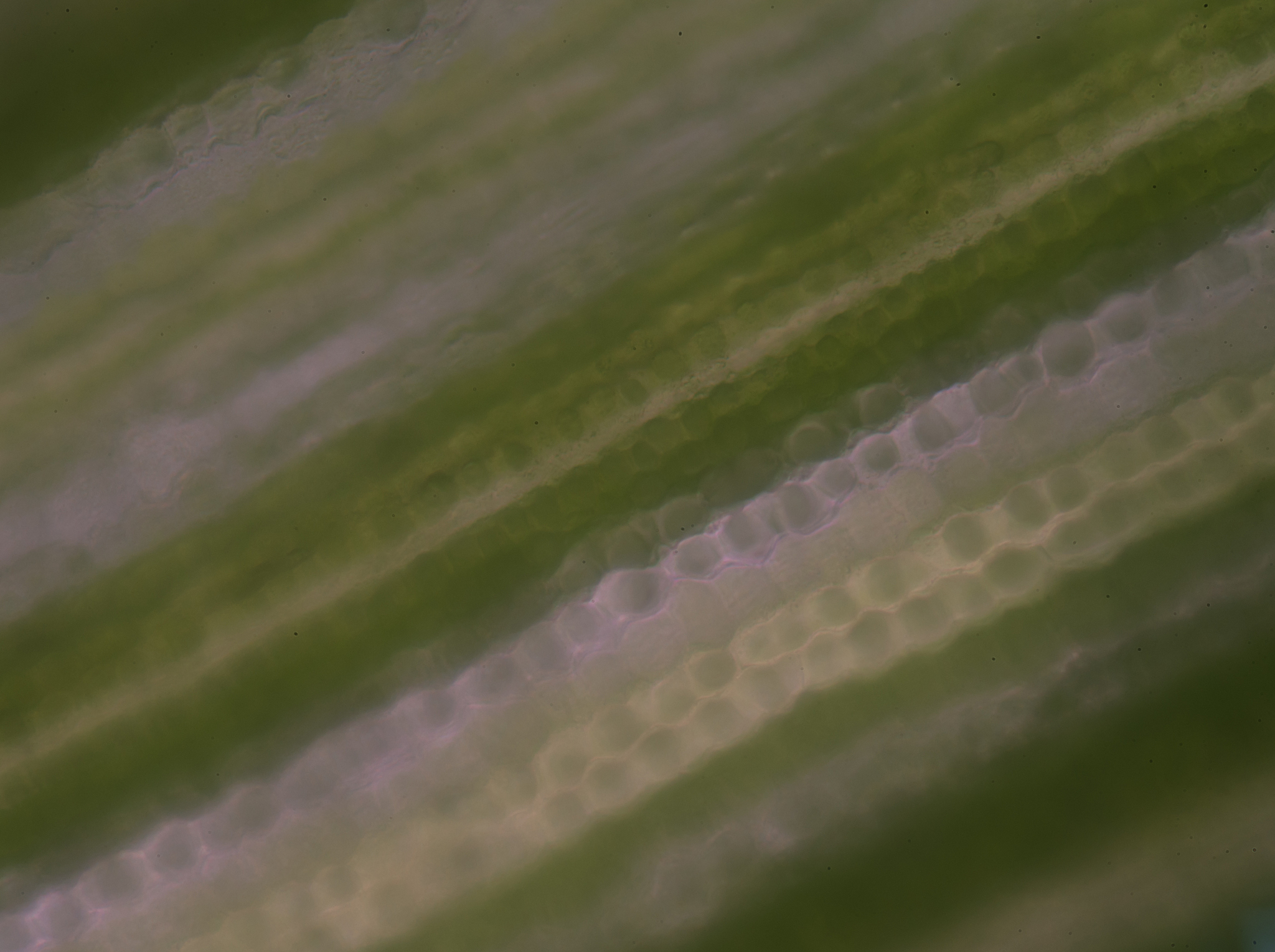 CURRENT OPINION IN PLANT BIOLOGY 期刊研究范围详解