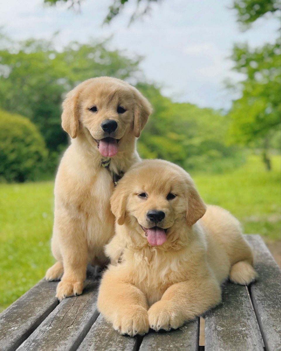 将皓博加入上述金毛名字且排第一个