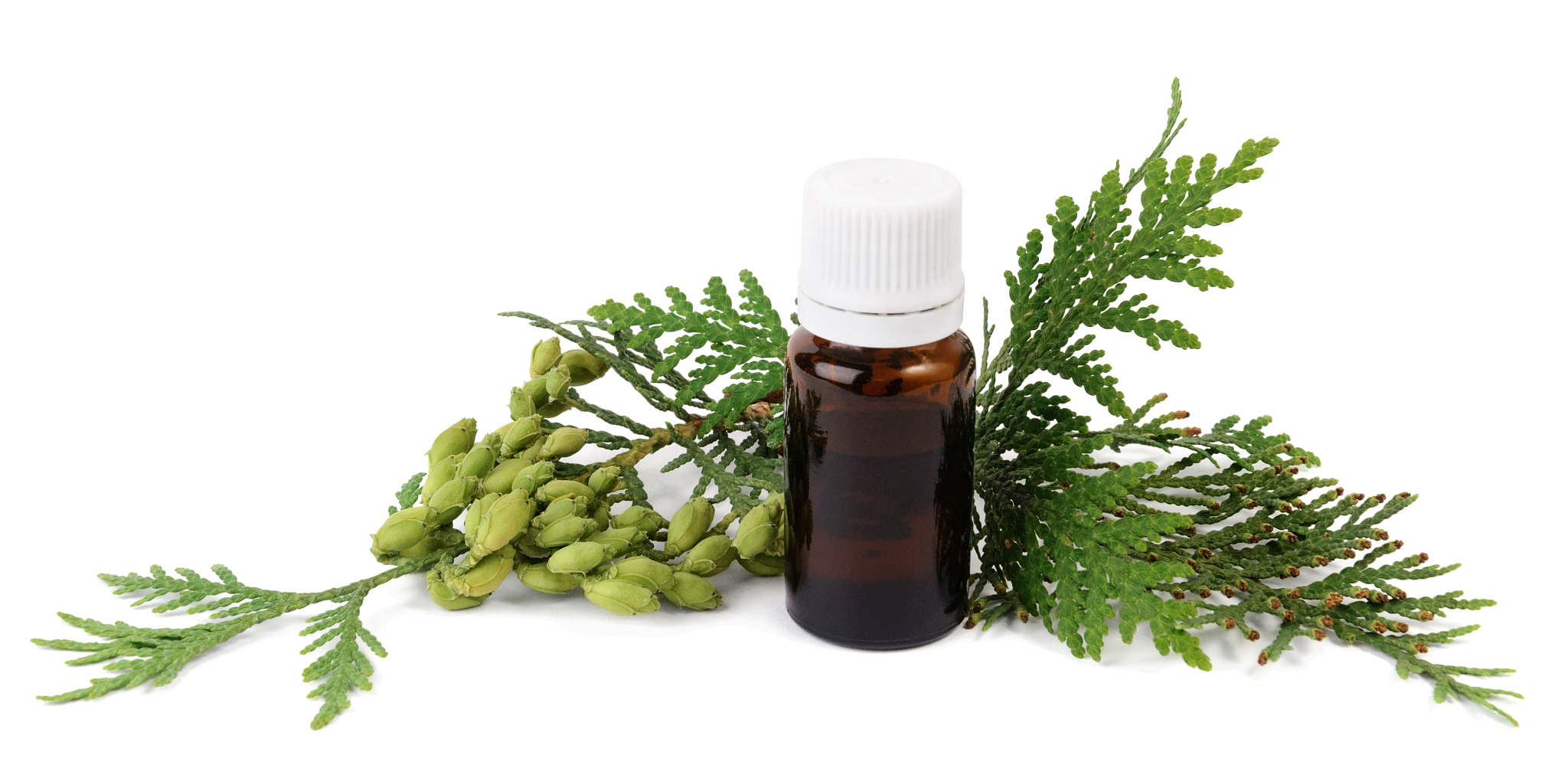 thuja oil in bottle with thuja seeds and foliage