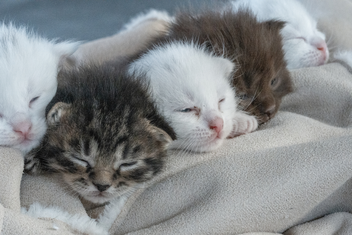 可爱的小猫：抓抓，喵喵，我的日常生活