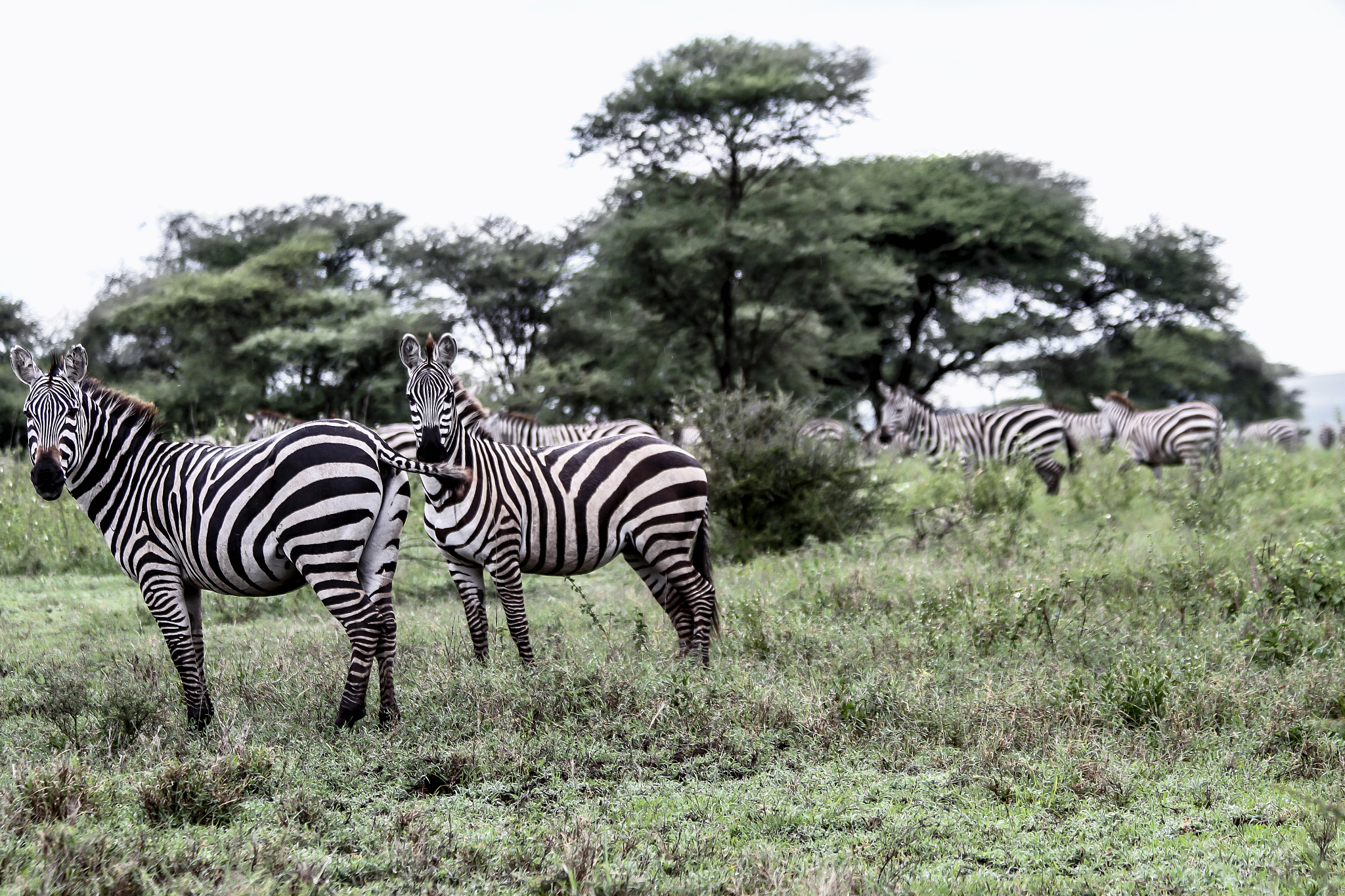 herd of zebras