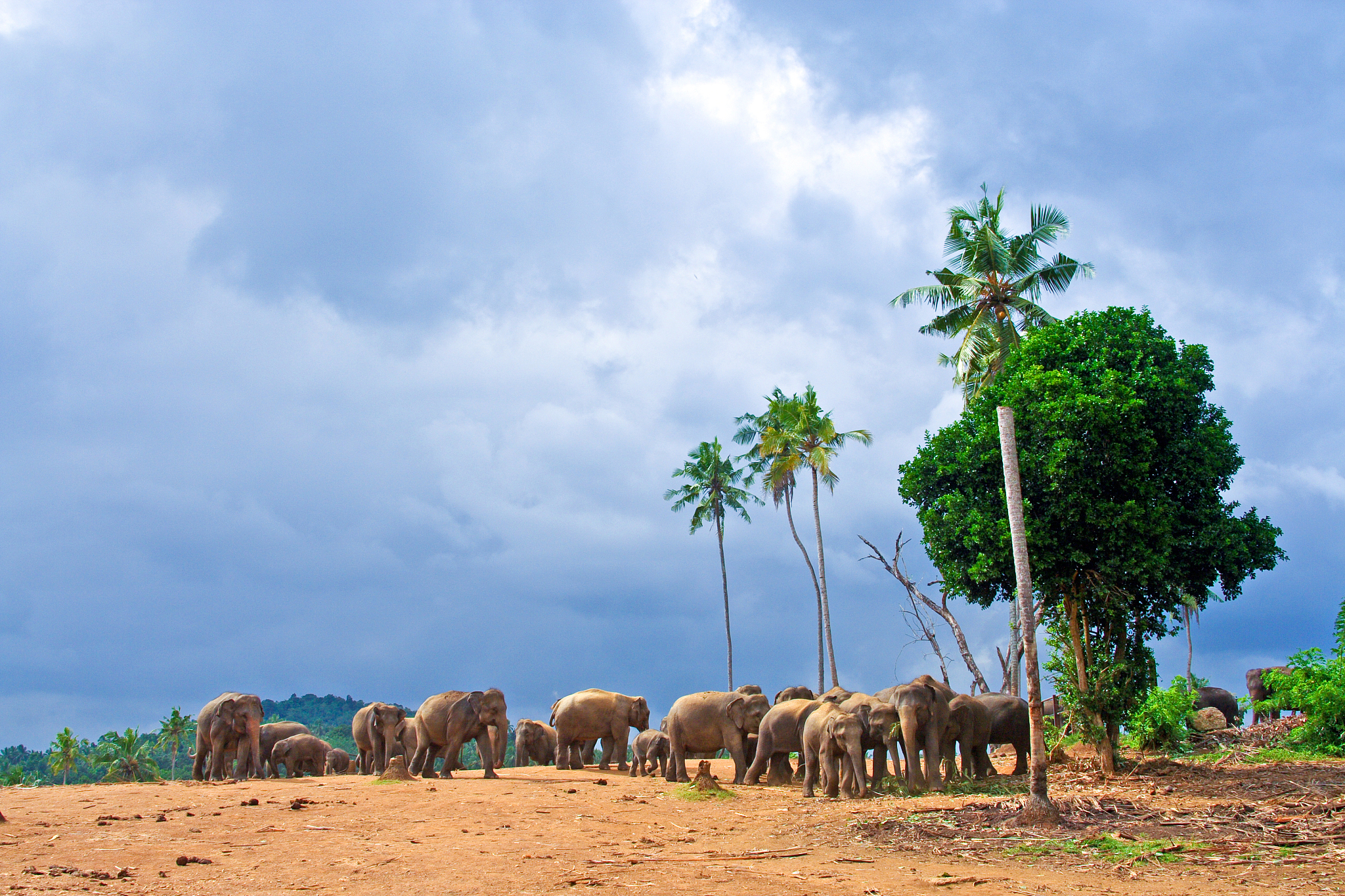 flock of elephants in the wilderness