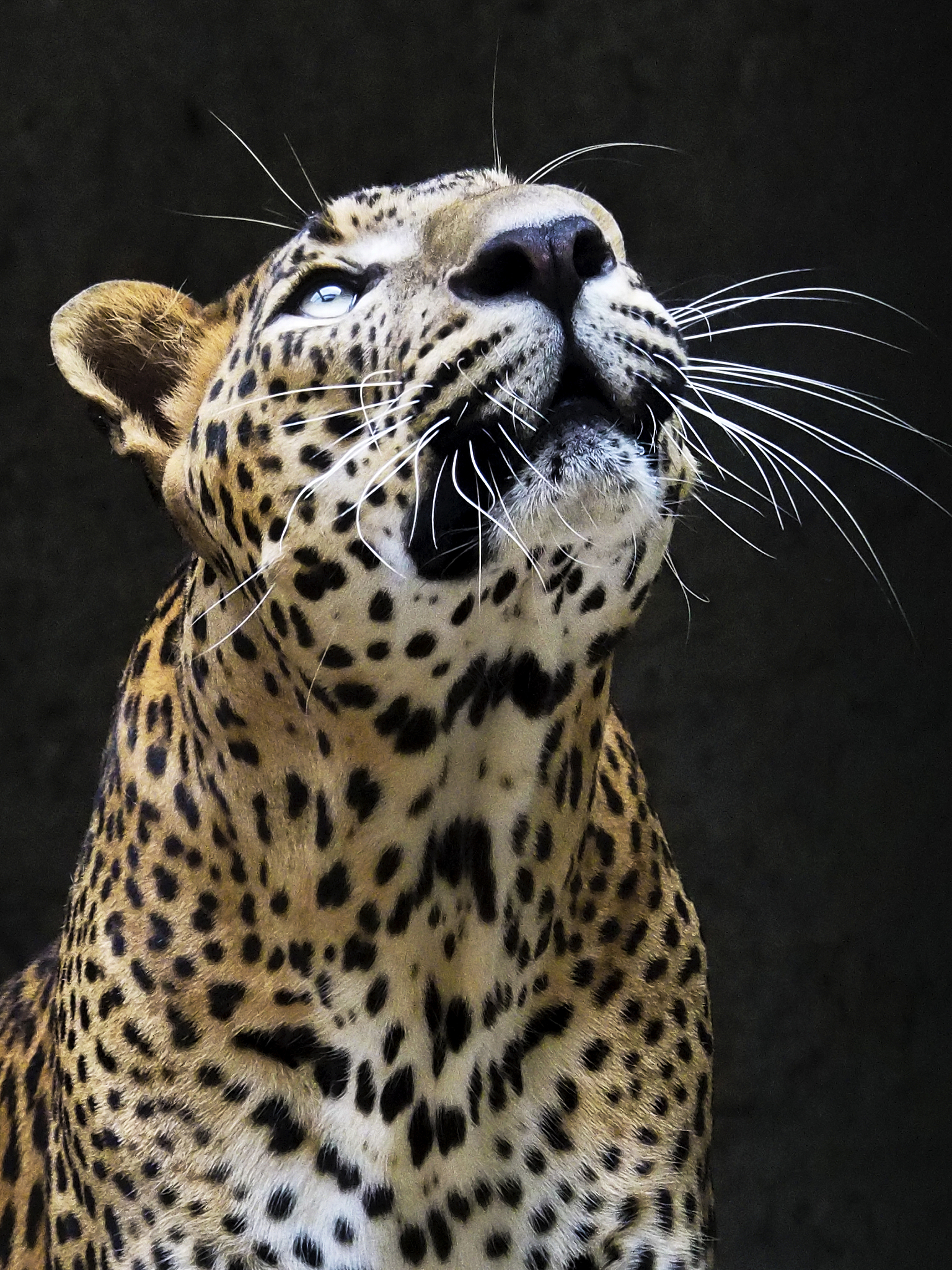 leopard looking up