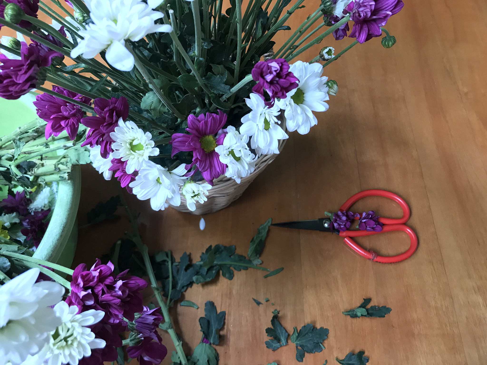 辐照对菊花质量影响的开题报告