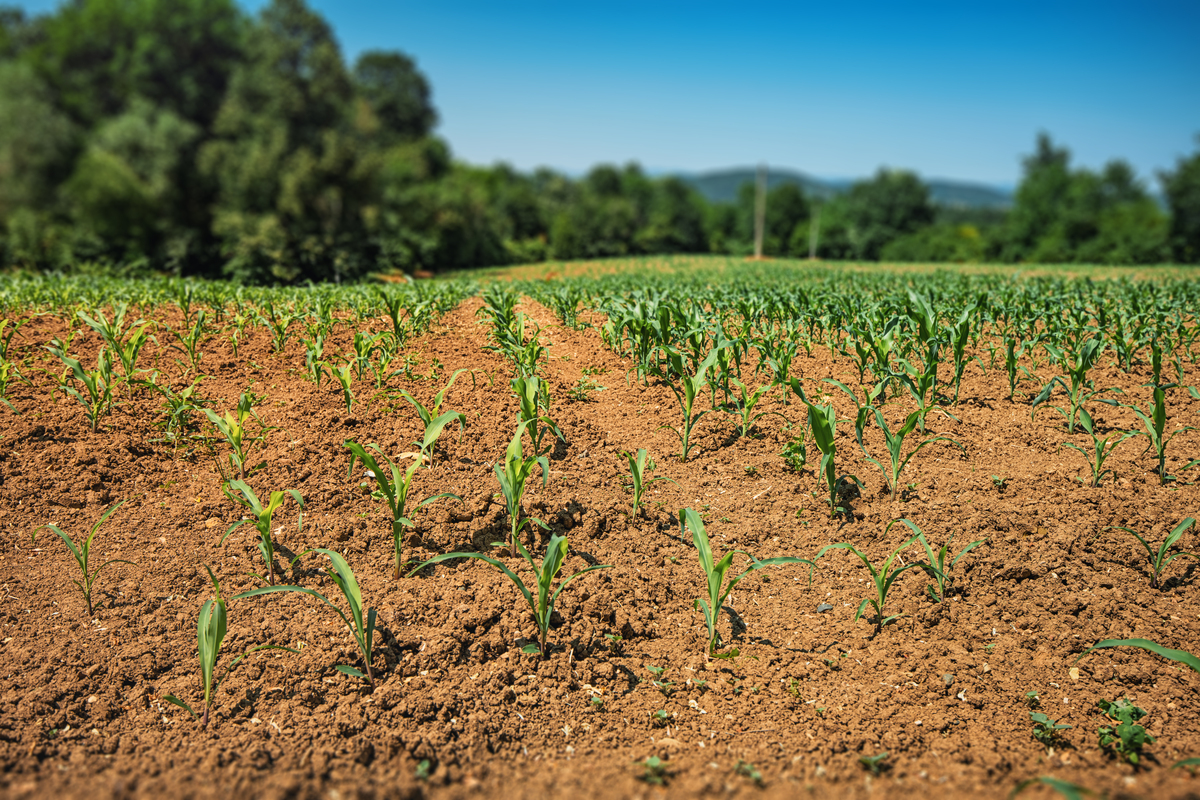 按照naturecommunications期刊的检查这个句子：The maize was spaced 60cm apart in rows and 225 cm apart in plants with a density of 75000 plants ha-1 using manual seeding