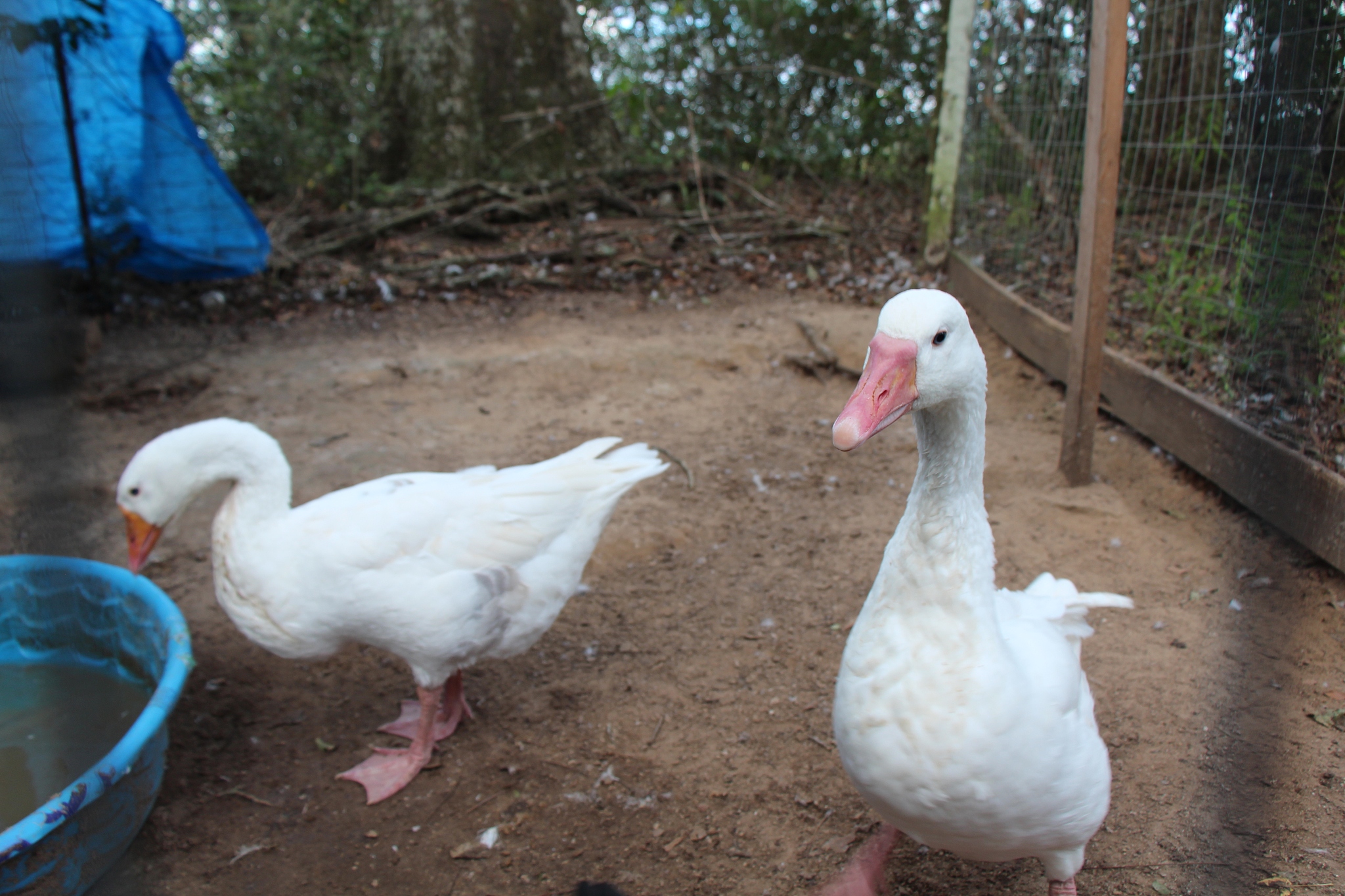 街边卖的小鸭子一般是什么品种？