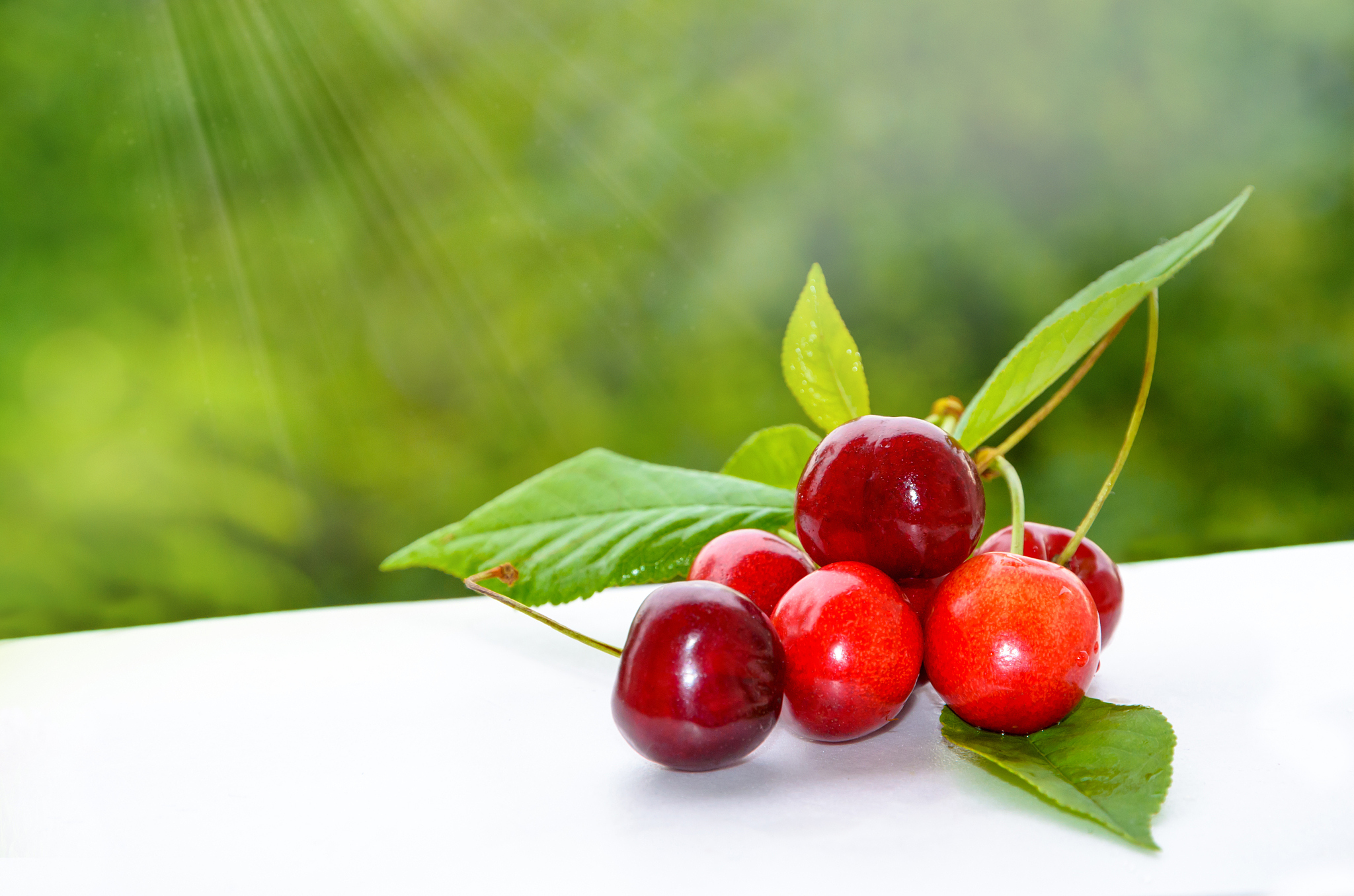 ripe red cherries on green trees background