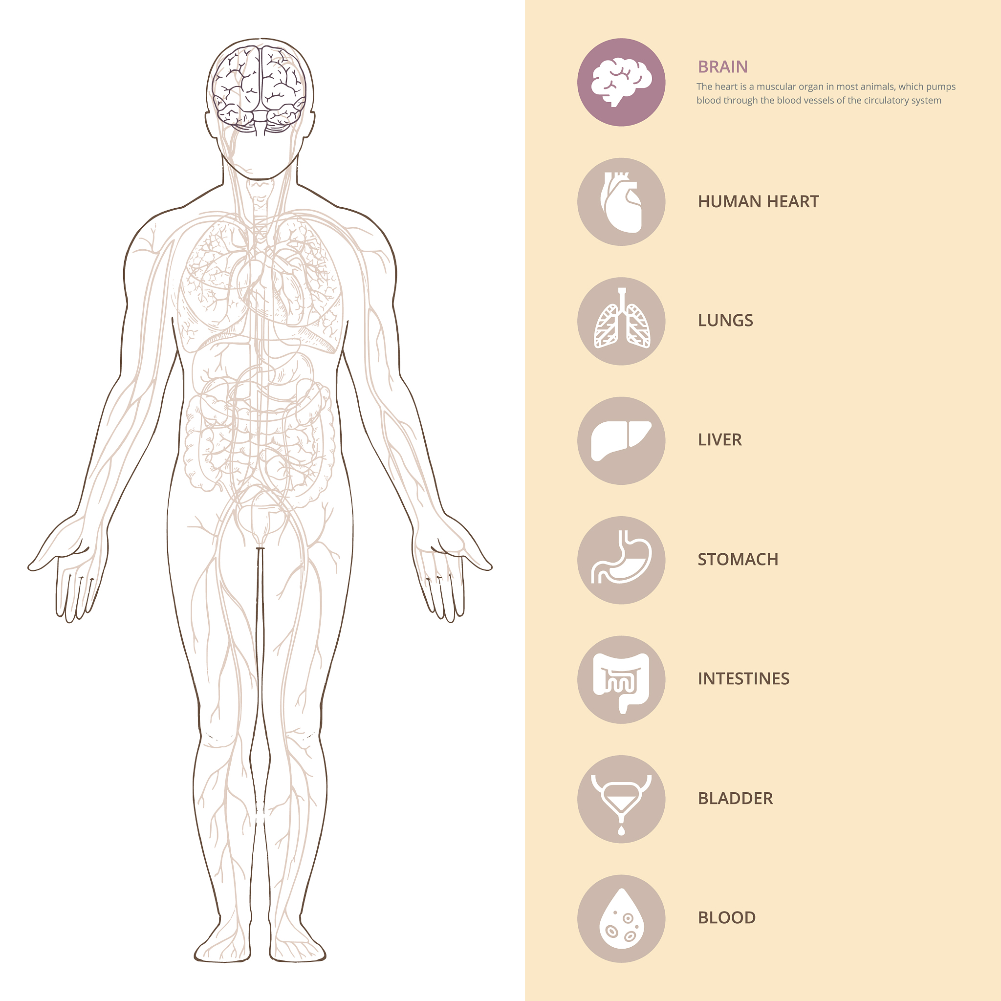 JOURNAL OF CELLULAR PHYSIOLOGY期刊研究内容详细介绍？