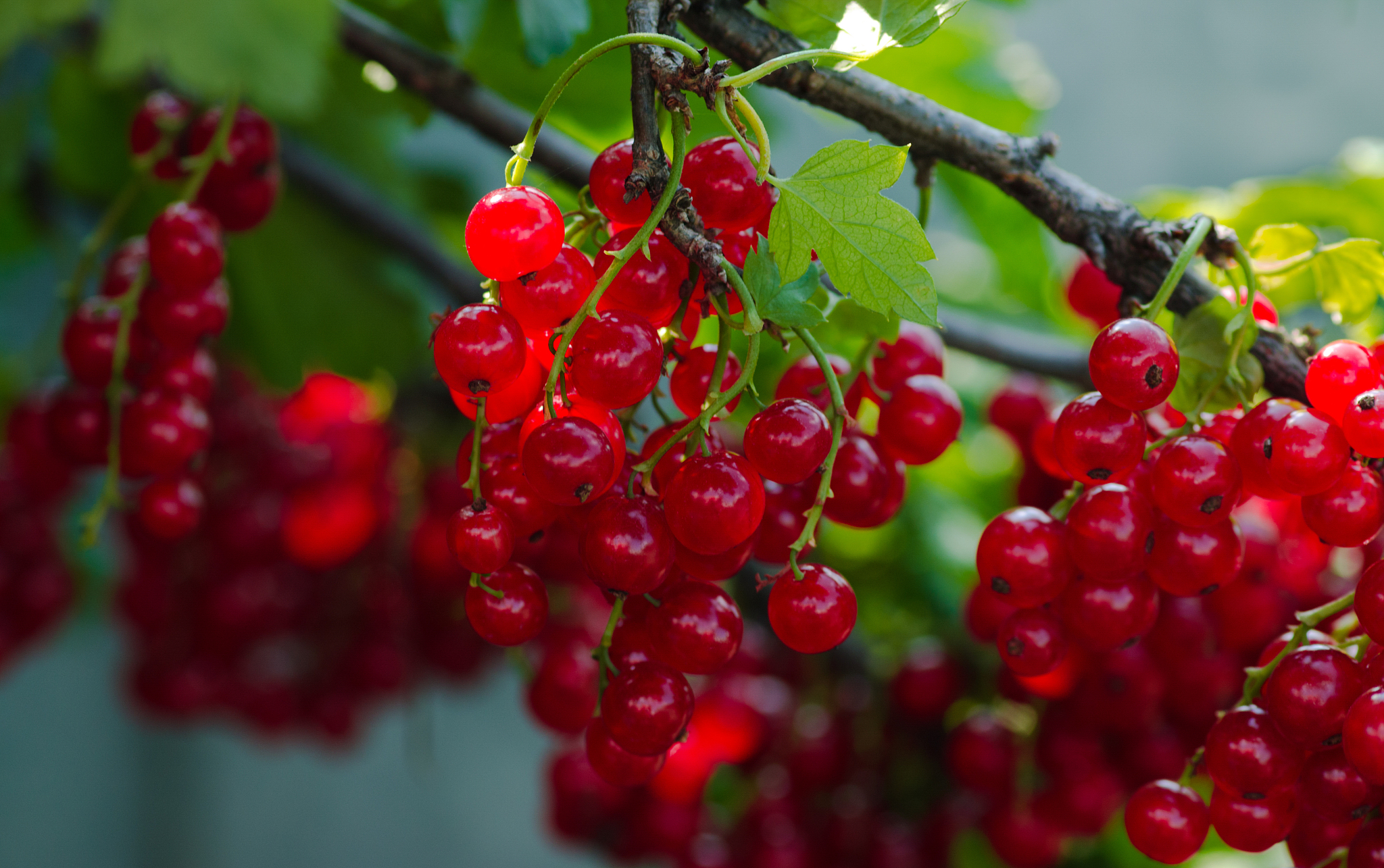 delicious bunches of red currants hanging from bush