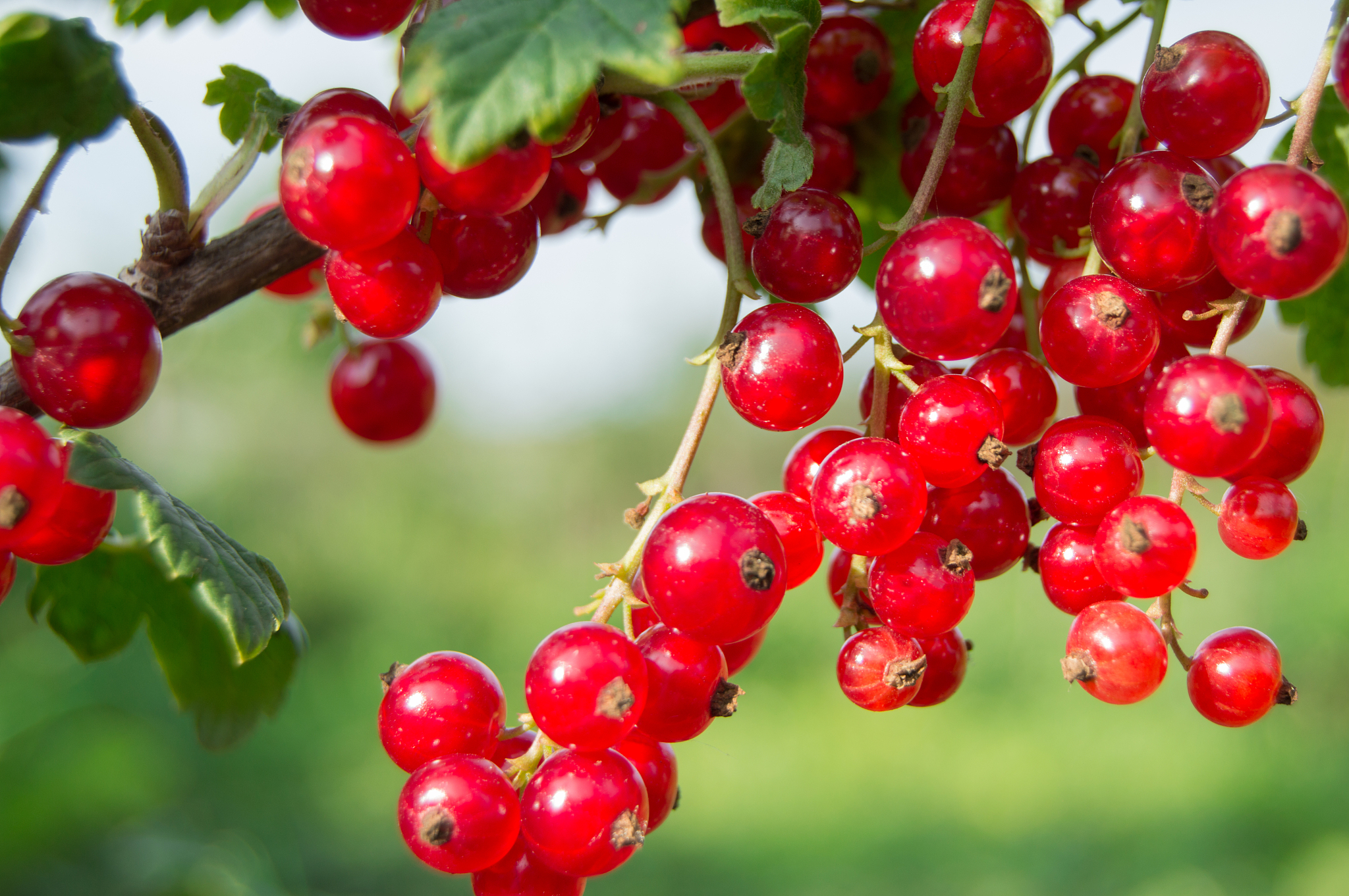 branch of red currant berries in the garden