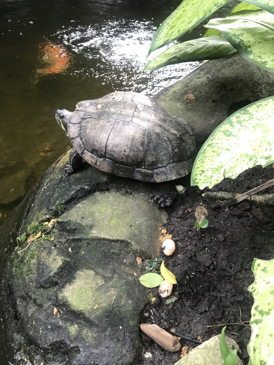 乌龟烹饪方法及食用注意事项 - 视频教程