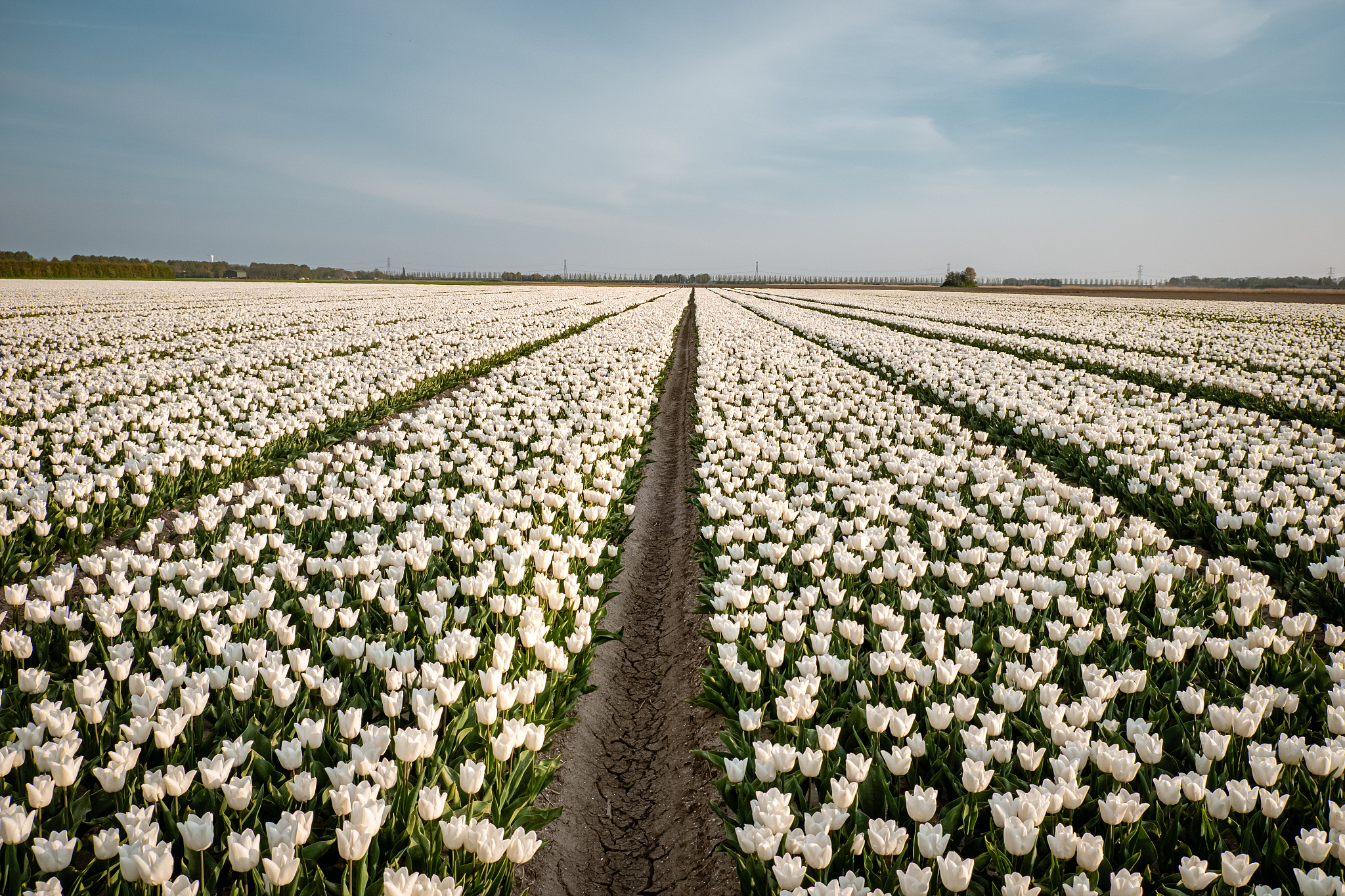 white tulip flower field during spring in the netherlands noordo