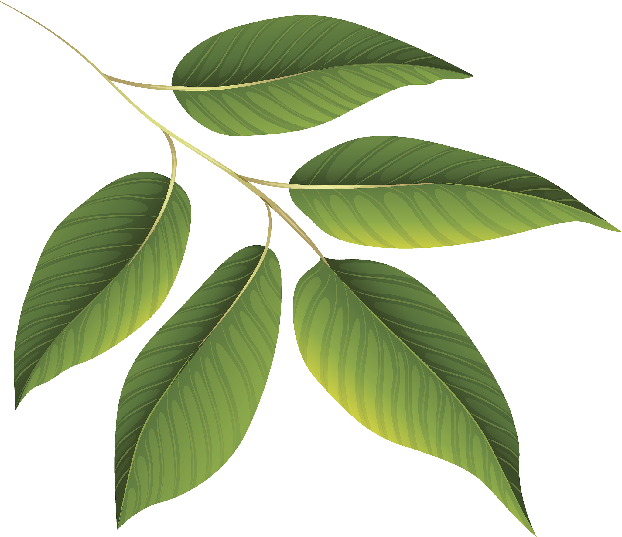 光合作用：植物如何利用阳光制造食物