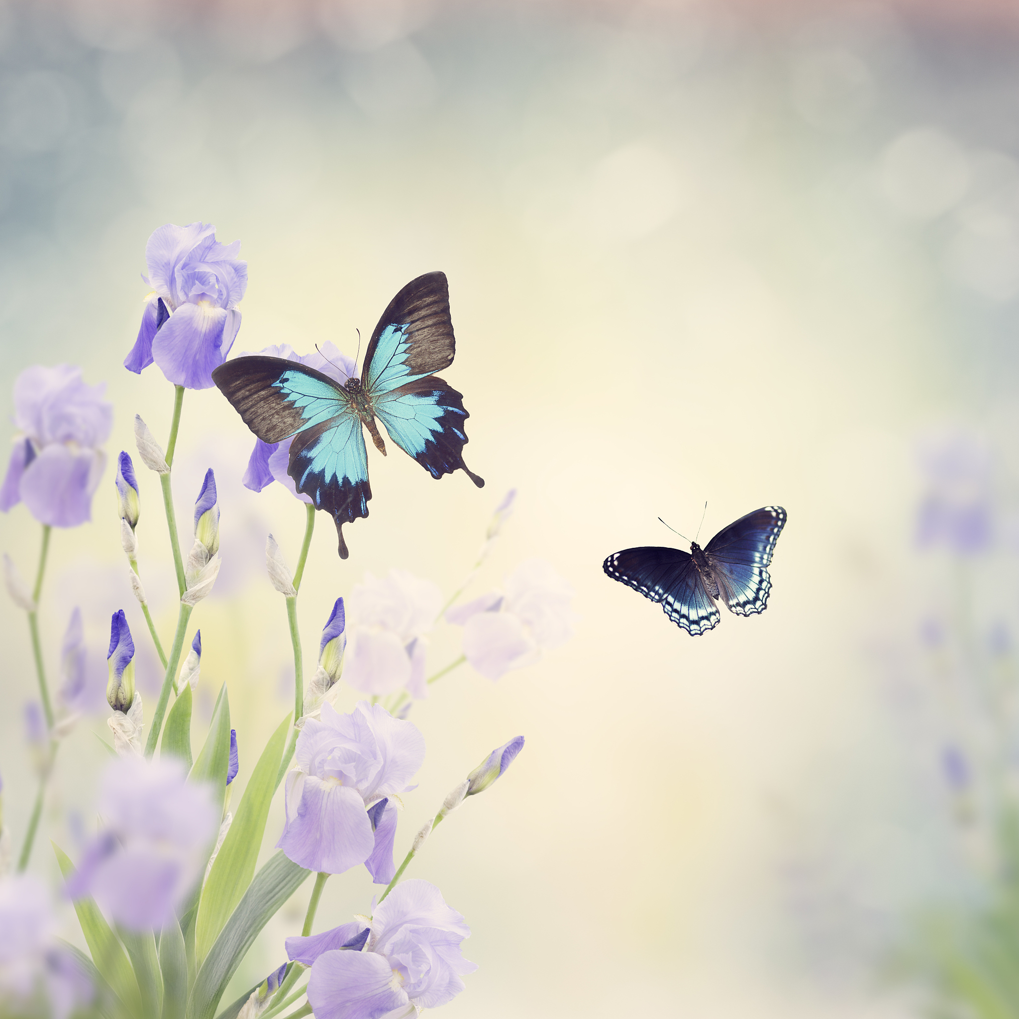 我是一只蝴蝶今生只为你停留标题