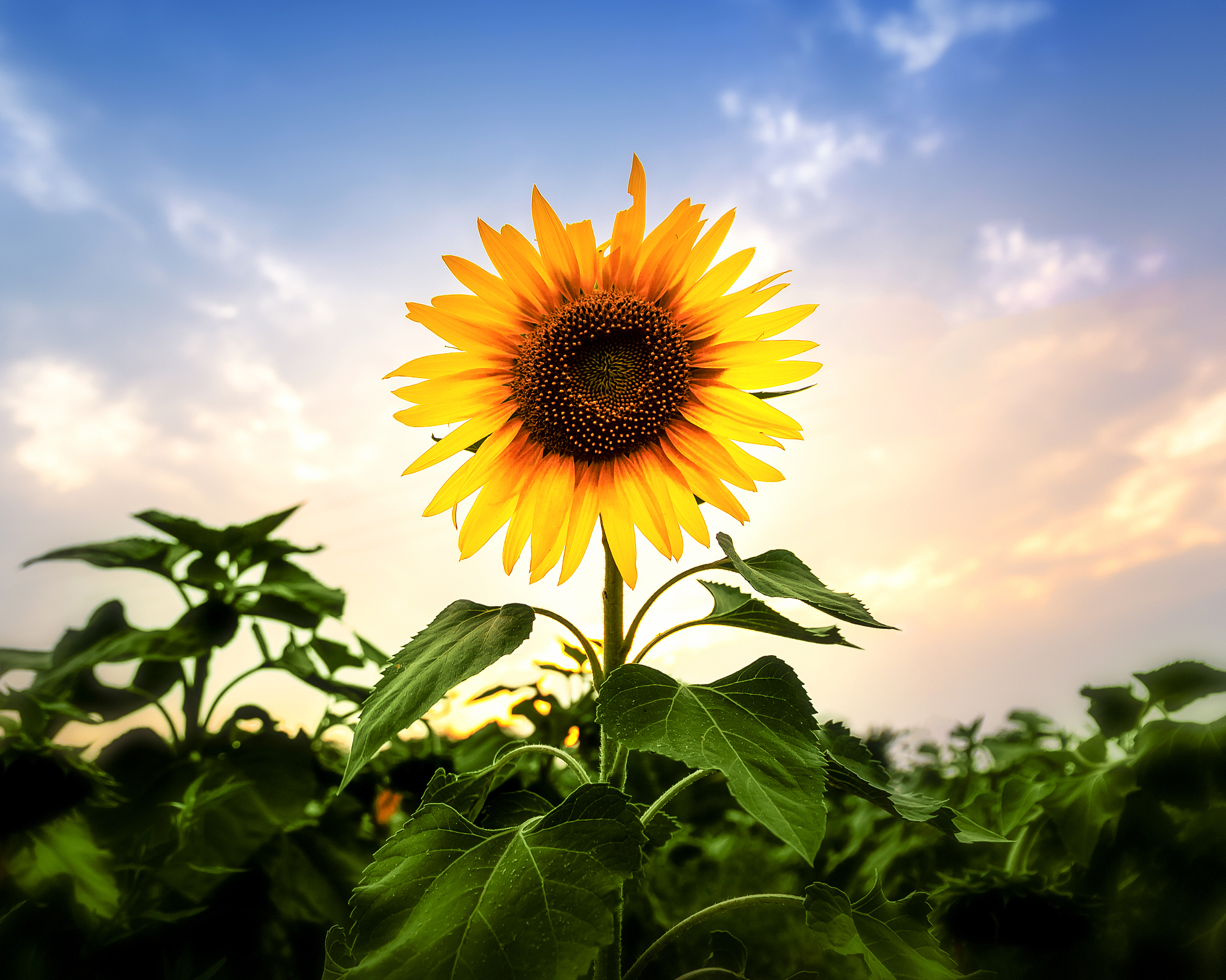 向日葵为什么总是向着太阳？最佳种植时间指南