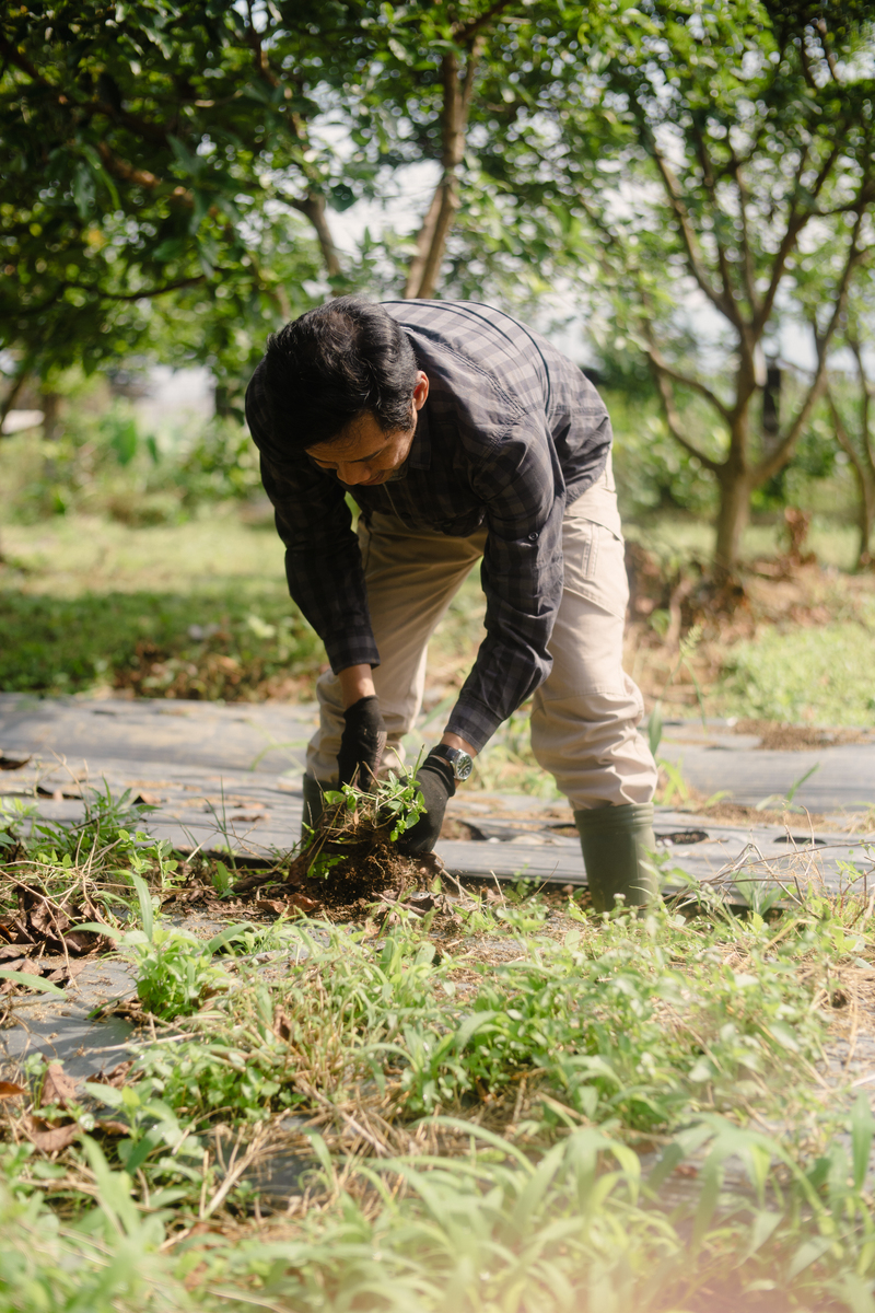 除草记：我与小院的“除草”大作战