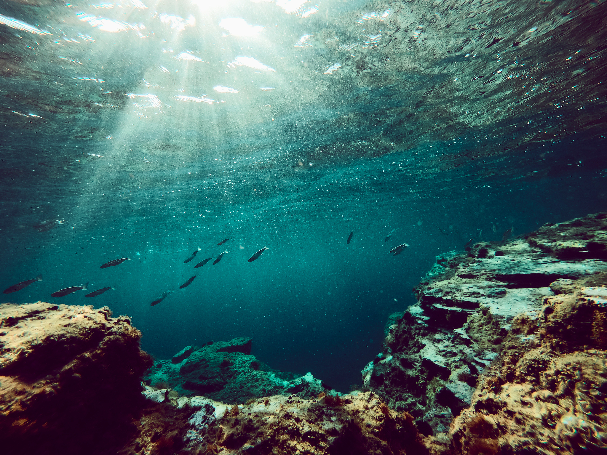 underwater photo of tropical reef with sea life