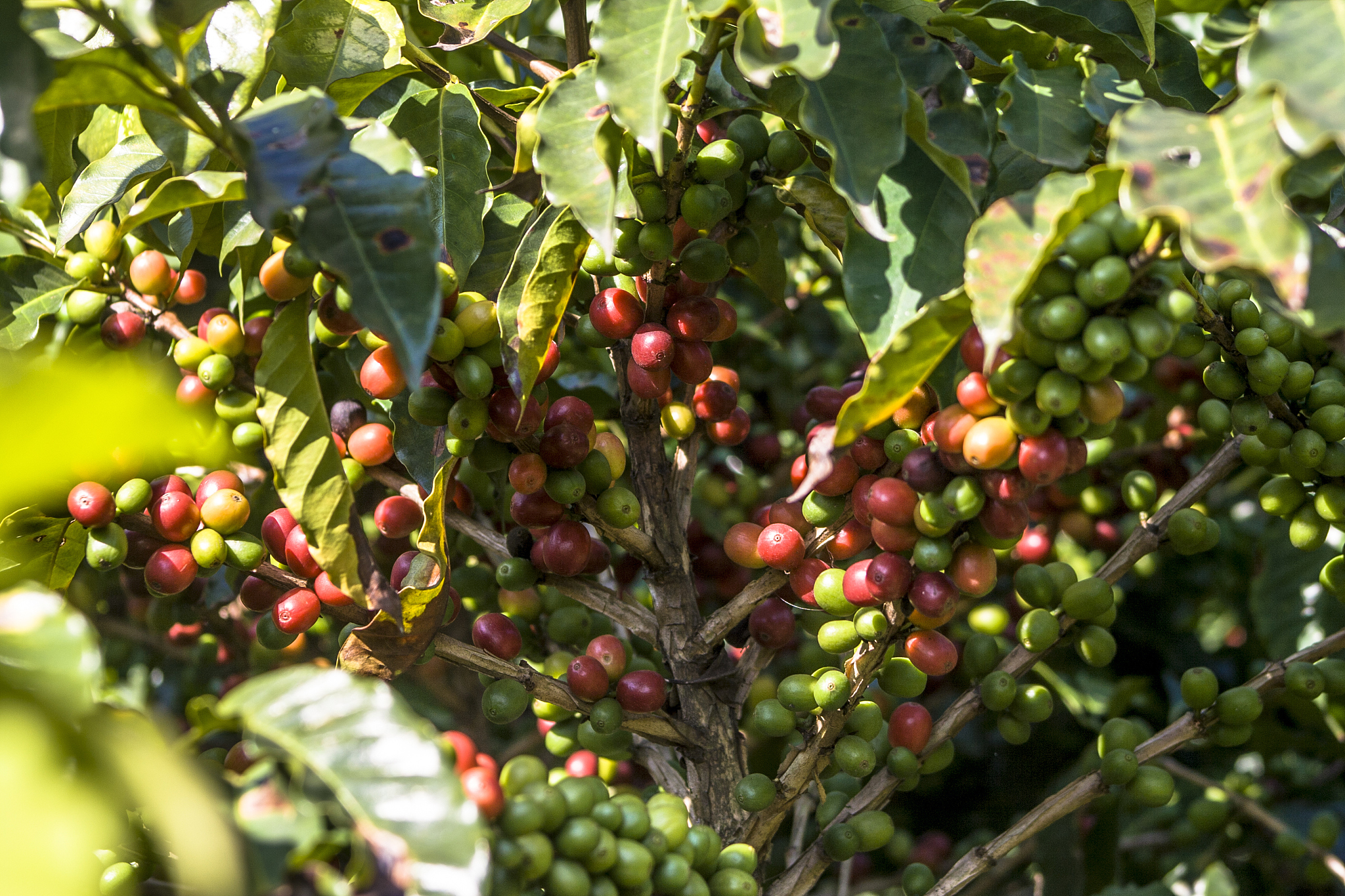 帮我详细描述哥伦比亚咖啡的出口和进口