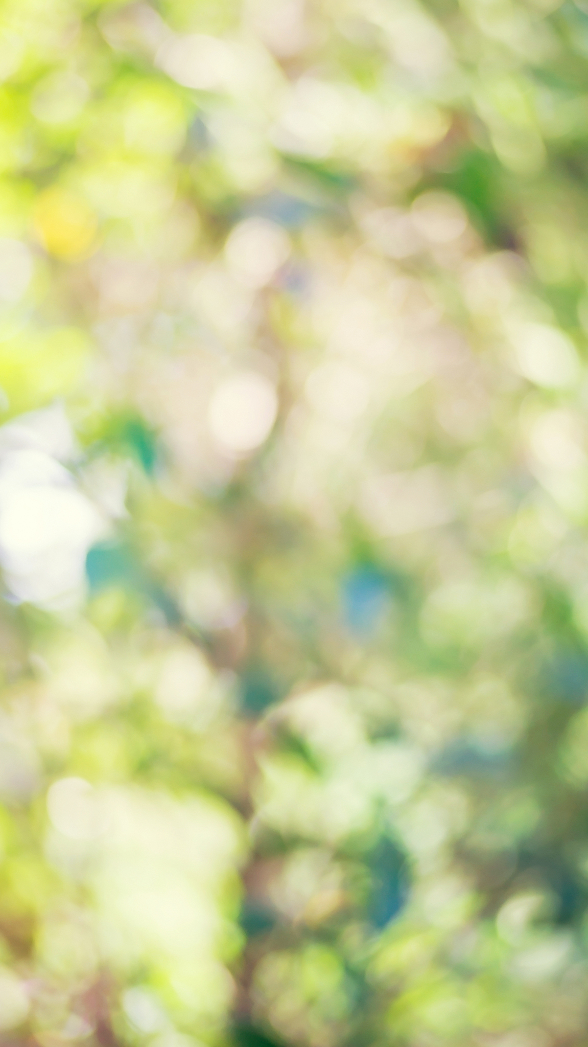fresh spring green bokeh for a background.