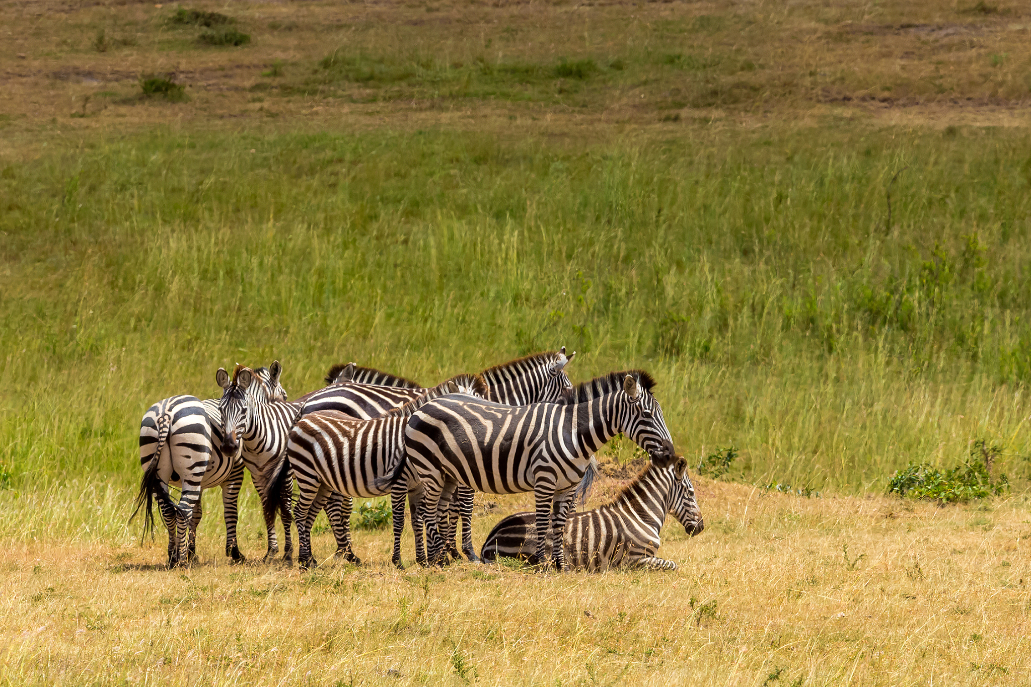 plains zebra herd at wild