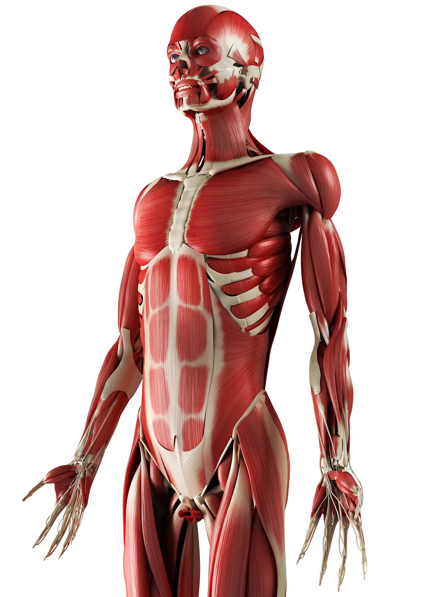 艺用解剖学每日小结100字