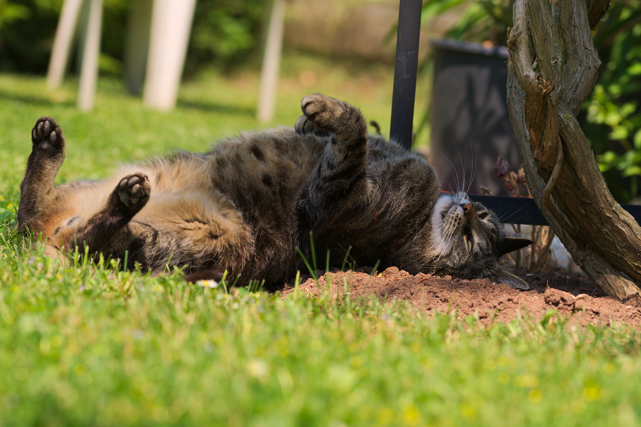 NT单词列表 - 所有包含NT的英文单词