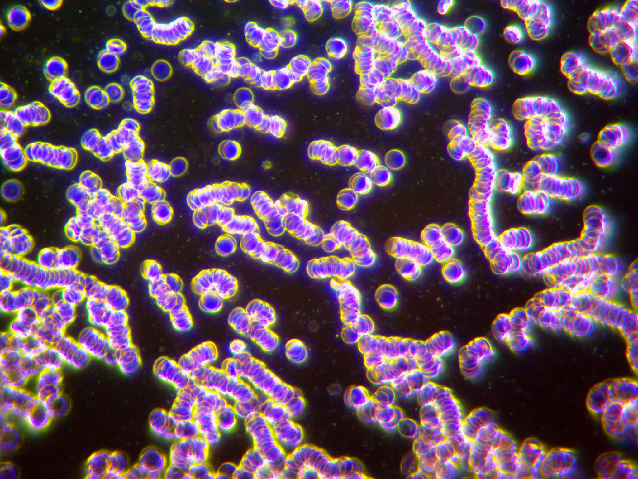 请用更地道、更科学、更书面化的英语表达如下内容：我们在参考文献报道的方法基础上进行了轻微的改动以进行人子宫内膜上皮细胞和间质细胞的原代分离。简单而已人子宫内膜组织在多次wash buffer清洗后用剪刀剪成碎片利用分散酶、胰酶以及DNA酶进行20分钟的消化消化过程中组织碎片在37度震荡器中震荡。离心去上清后沉淀物在wash buffer进行洗涤离心去上清后重复洗涤3次。沉淀物用wash buffe