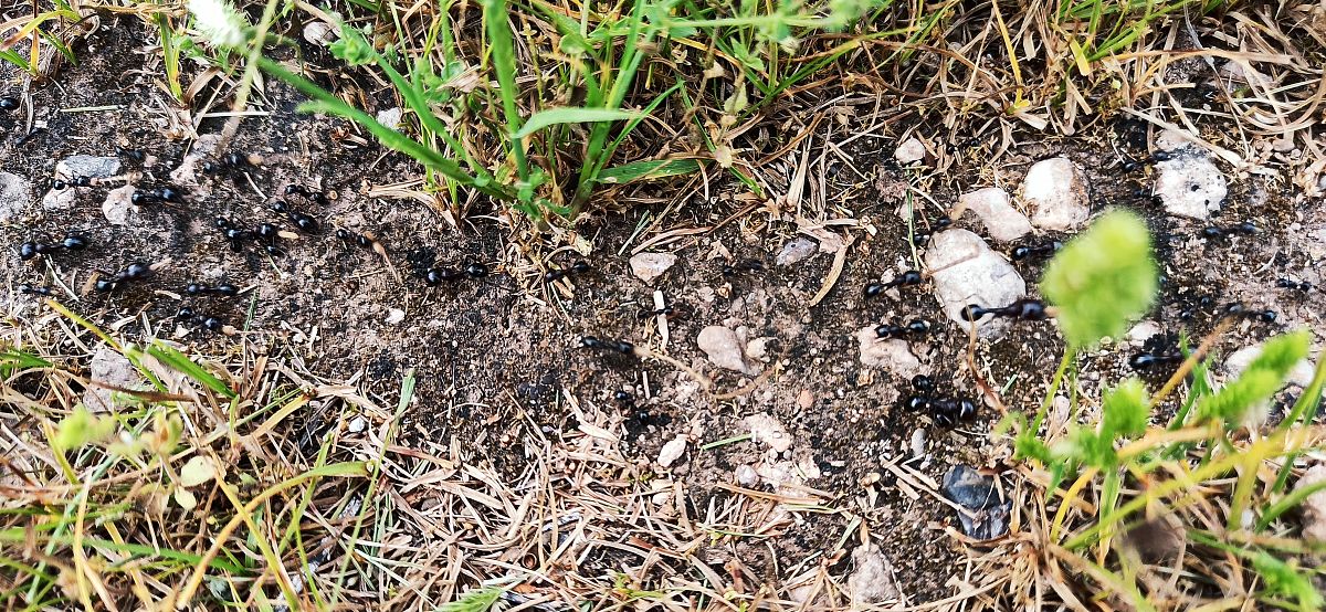 唑嘧磺草胺土壤残留数据：安全性、半衰期及限量