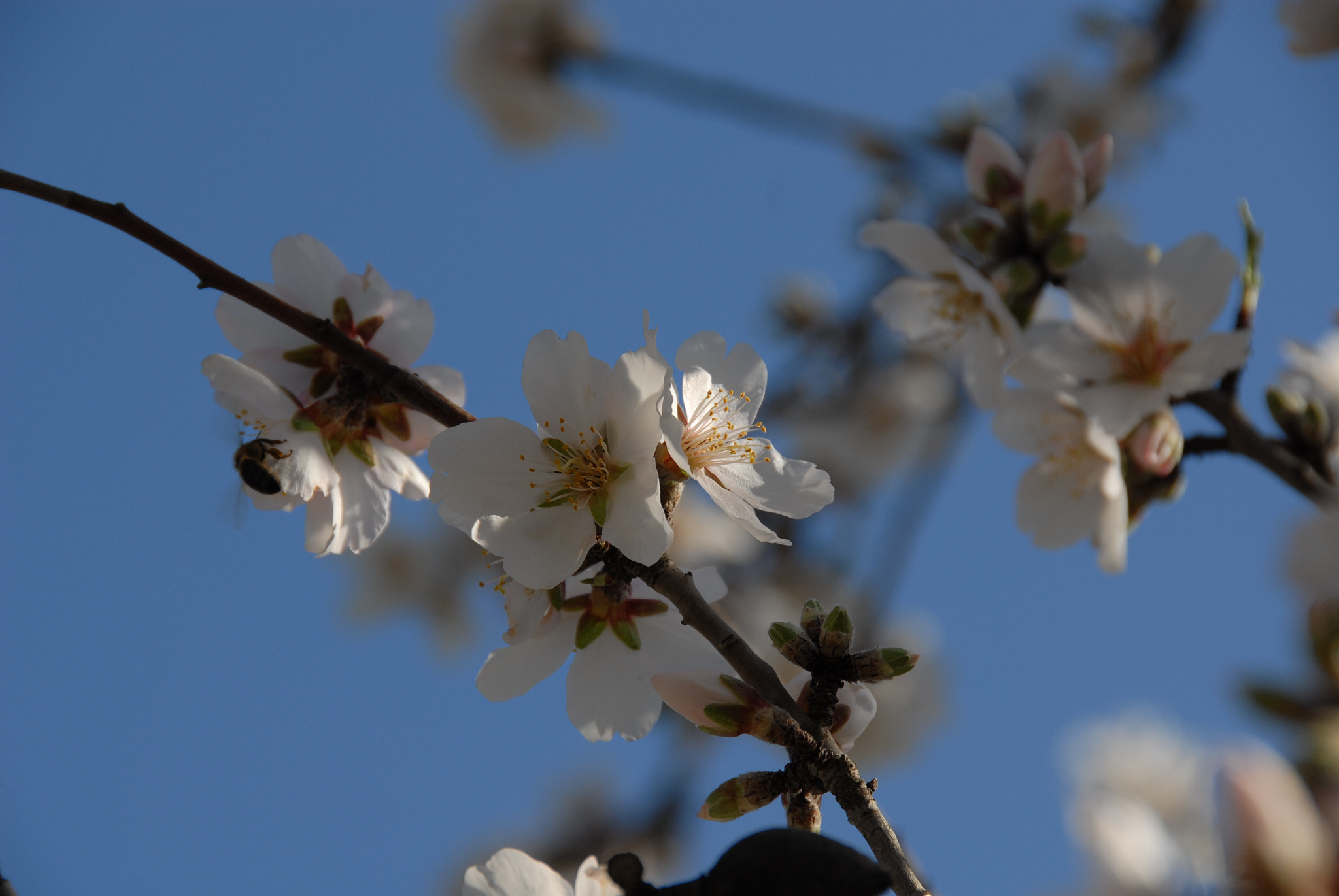 mandelblüte in spanien