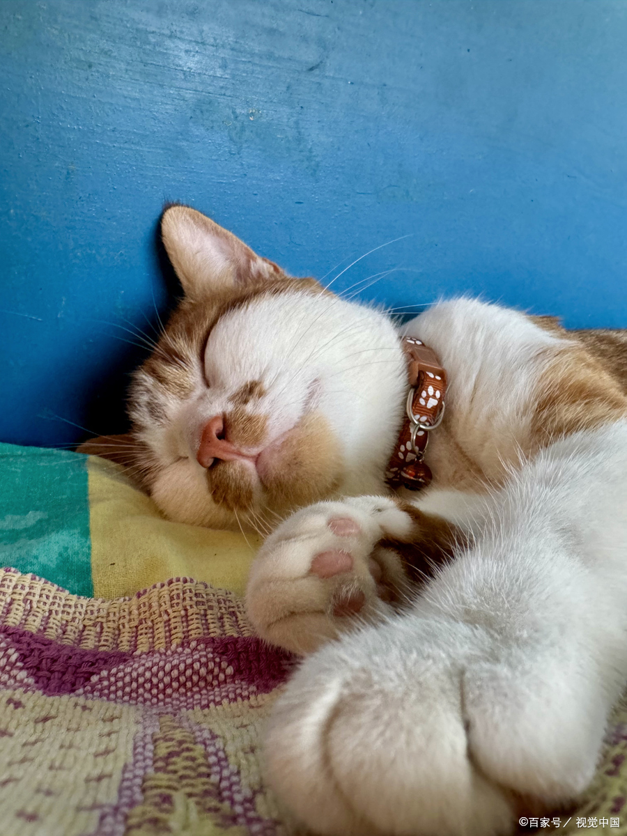 冬天猫咪睡觉要盖被子吗