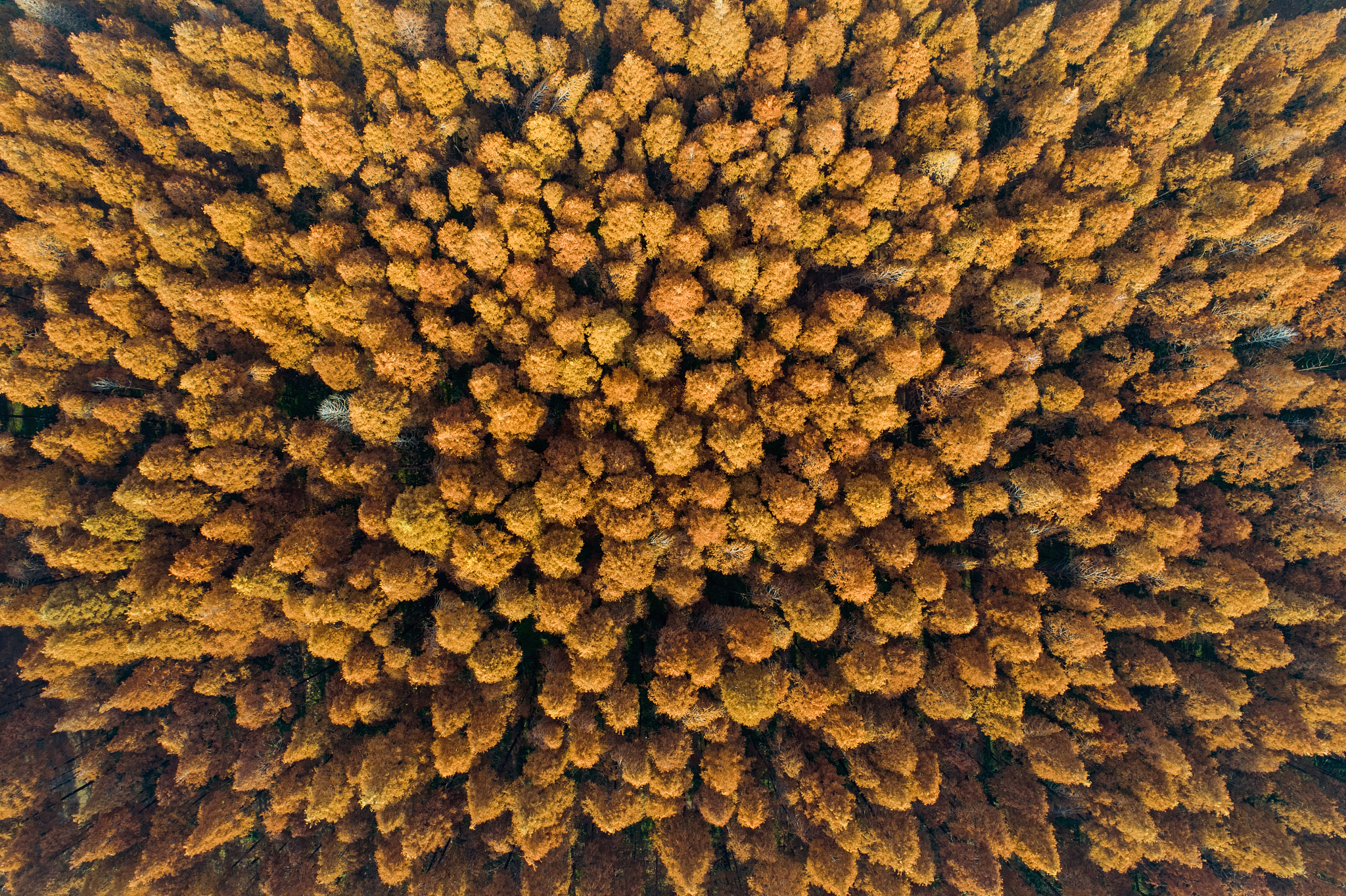 假设你在红杉资产运营发展有限公司实习你的岗位是数据库管理员你定下了一个40天的实习计划谈谈的你计划进度安排