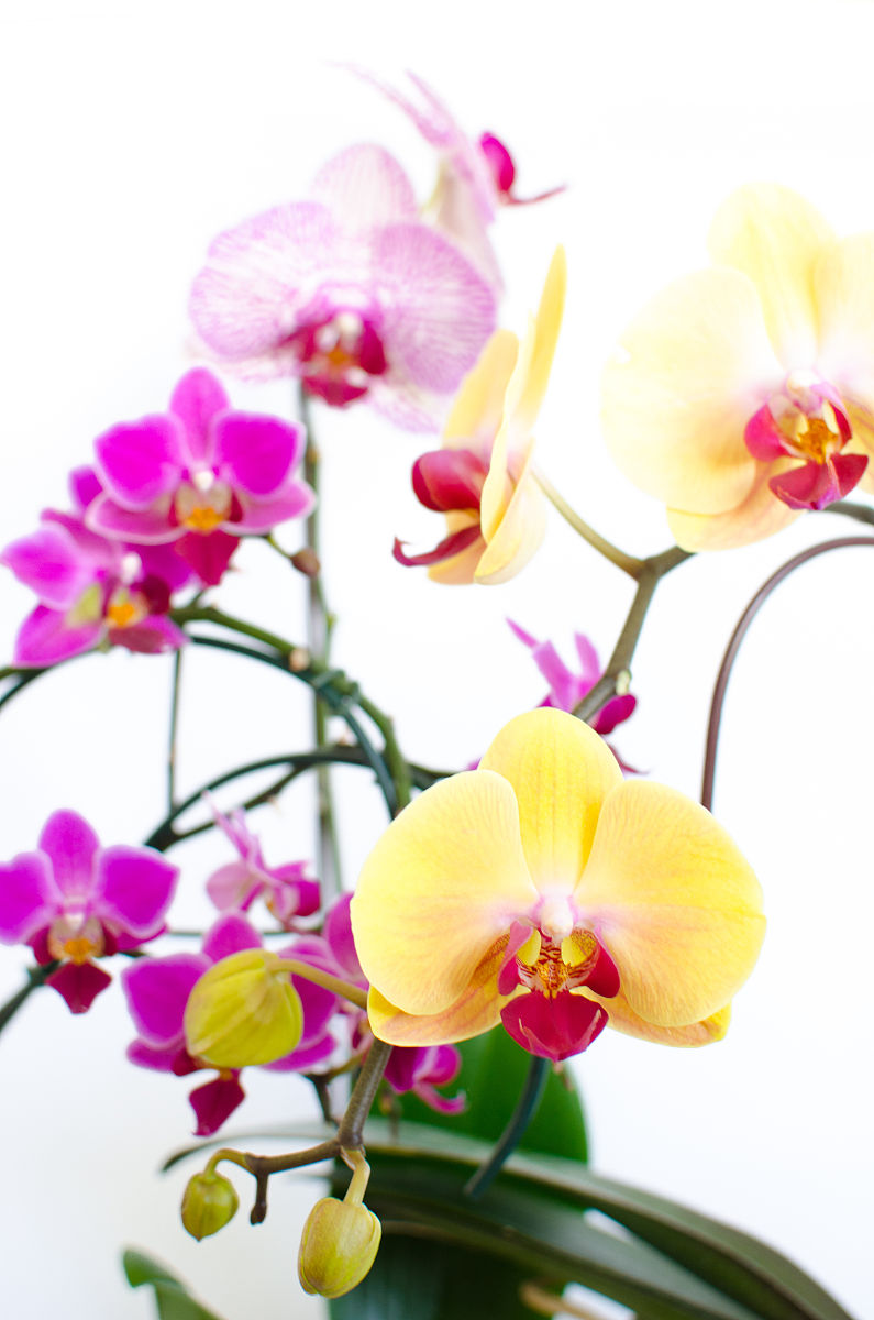 你现在的身份是论文作者请对论文《小学数学课堂即时评价的现状研究——以唐山市路北区A小学为例 》进行概述11 研究背景	12 研究现状	121 小学数学即时评价的现状研究	122 小学数学课堂即时评价存在问题的研究	123 小学数学课堂即时评价的策略研究	12 研究意义	121理论意义	122实践意义	13 研究方法	131观察法	132文献研究法	133问卷调查法	134访谈法