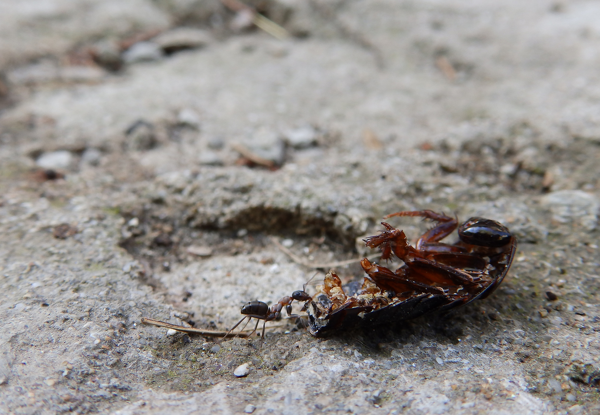 虫害检测技术竞品分析：原理、对象、优势对比