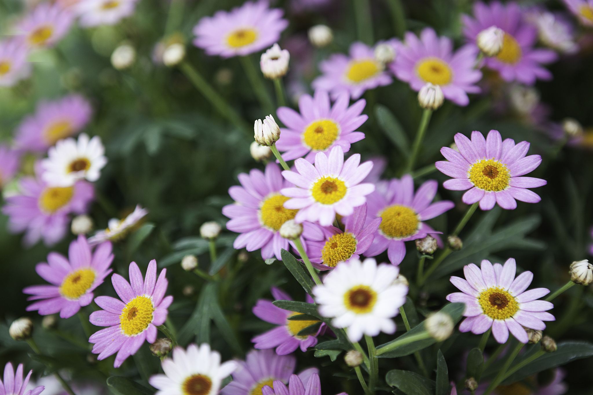 young flower plants growing in a greenhouse